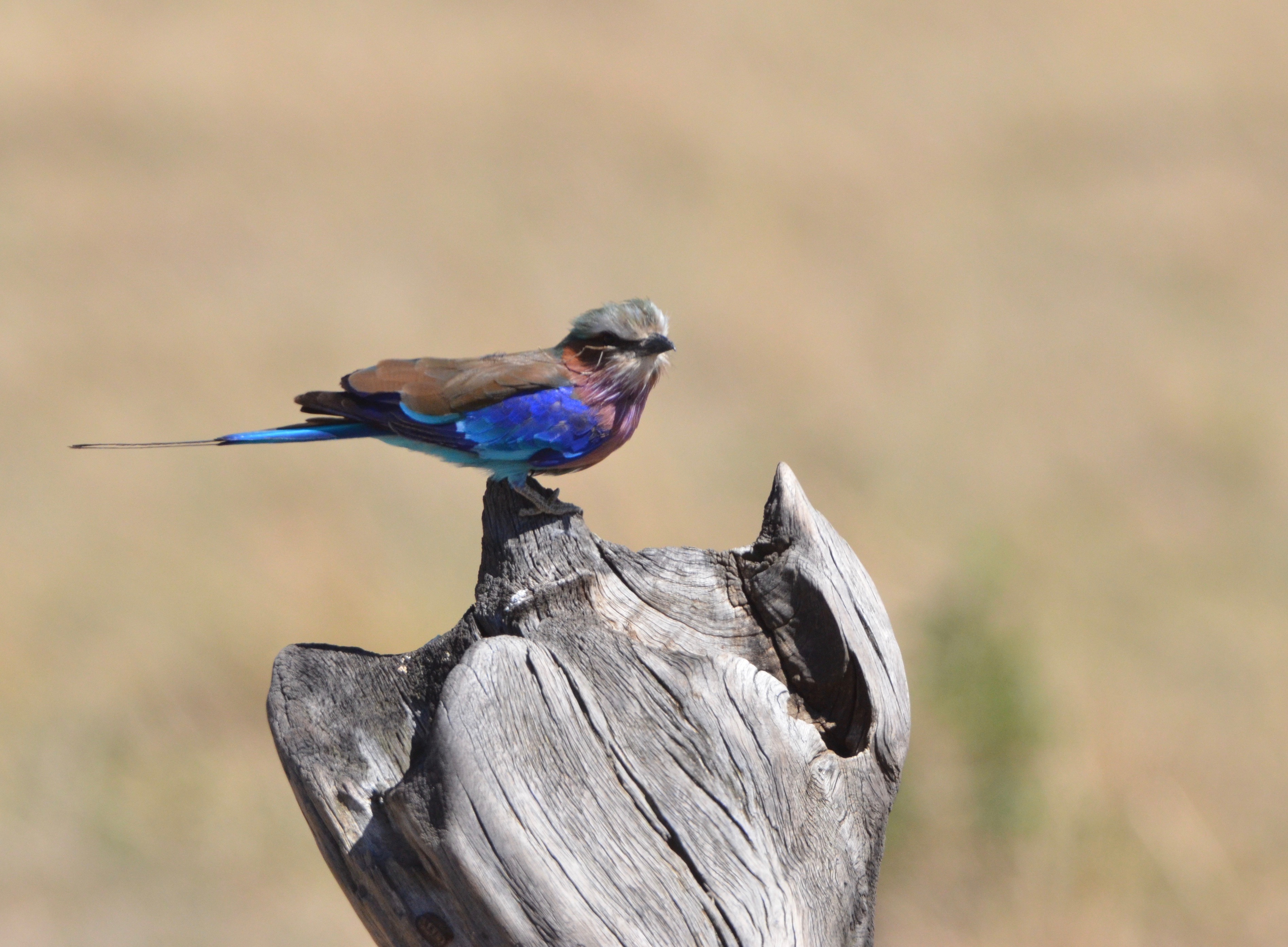 Lilac-Breasted Roller, Masai Mara