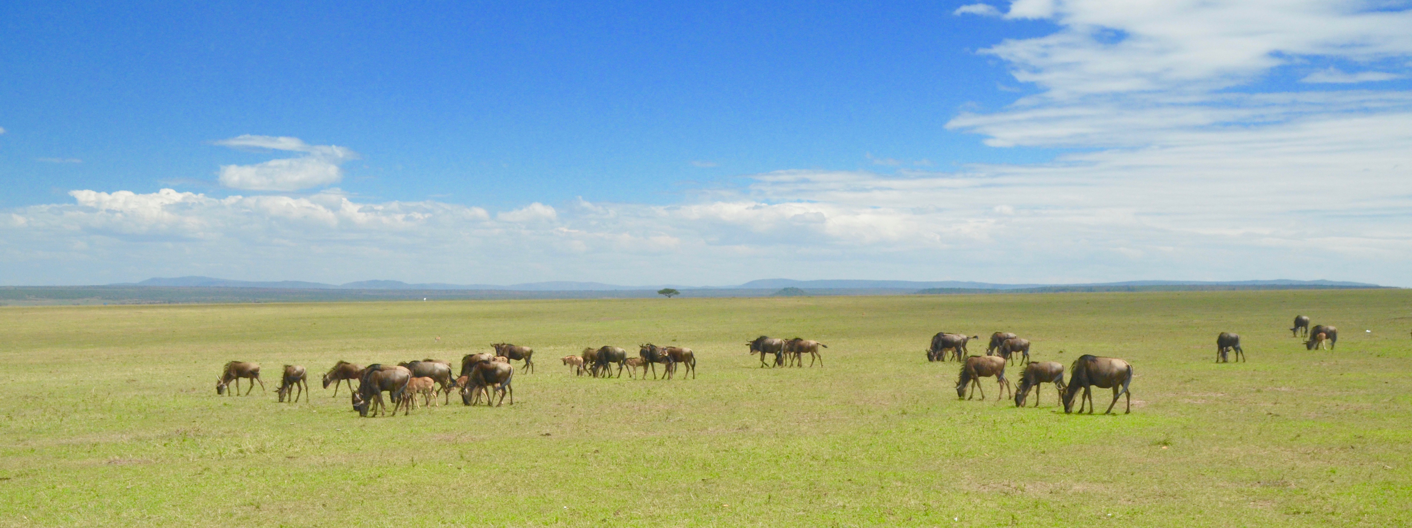 Wildebeest Herd, Masai Mara