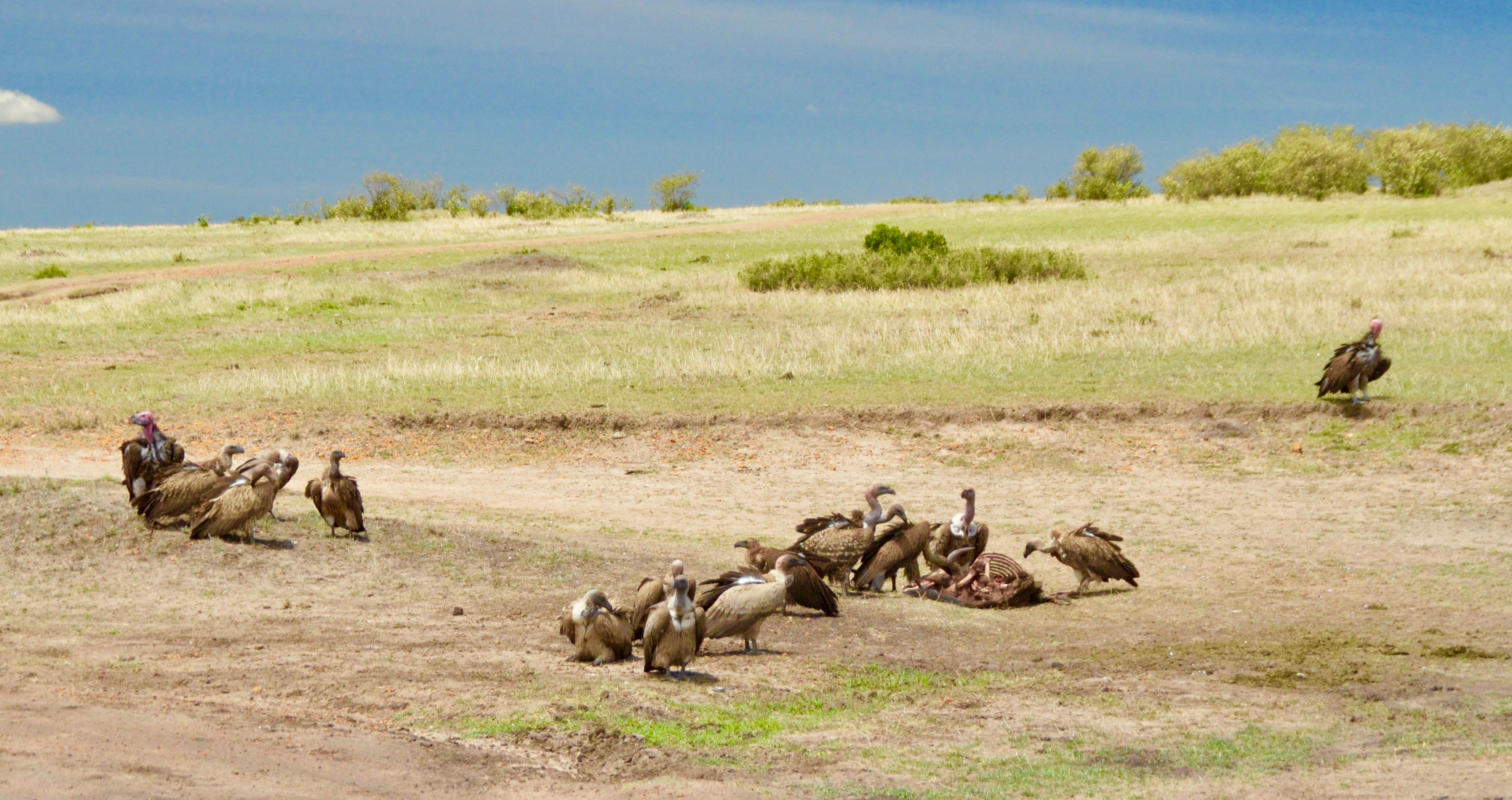  Scene of Cheetah Kill