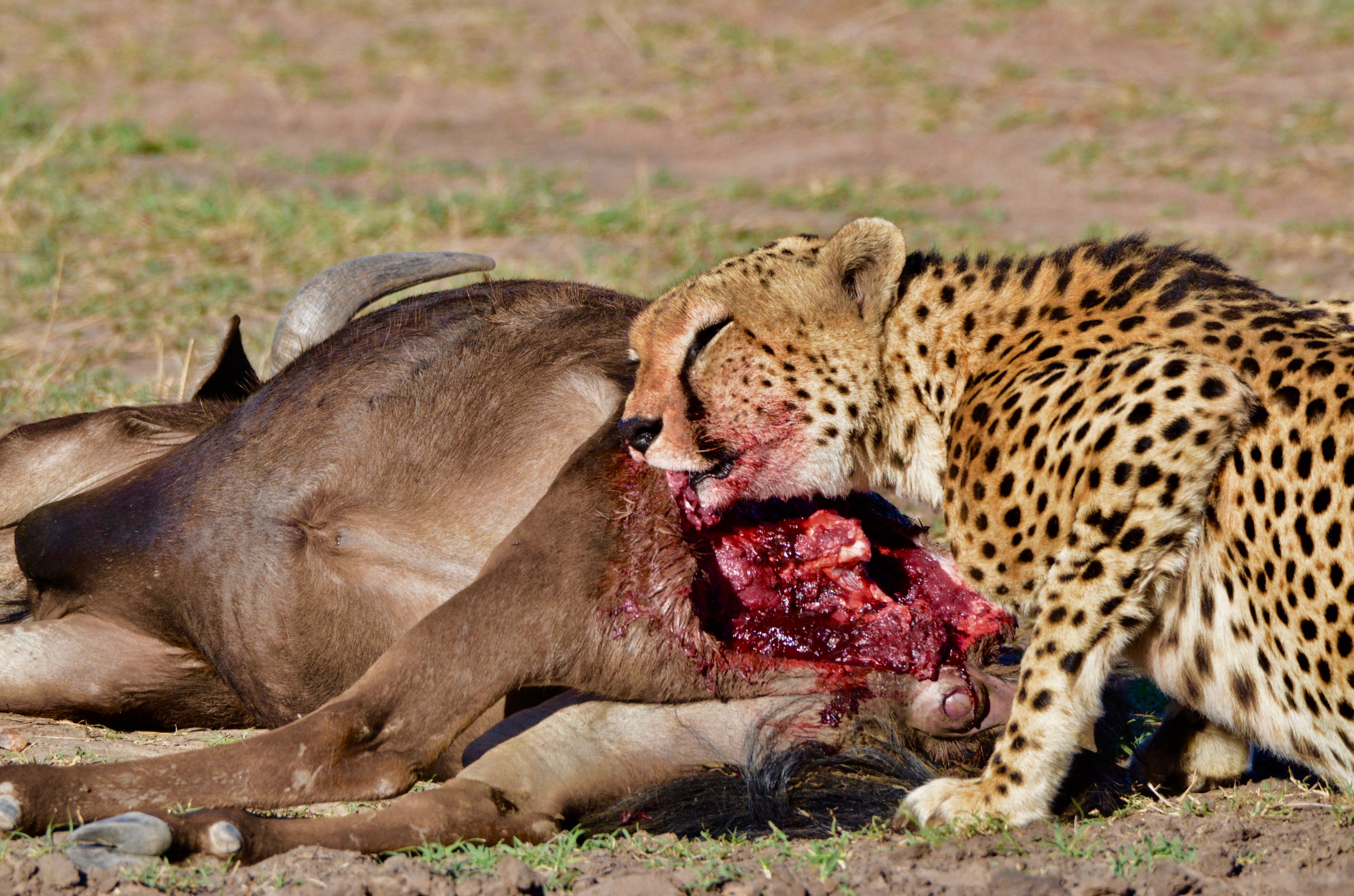 Victor and Vanquished, Masai Mara