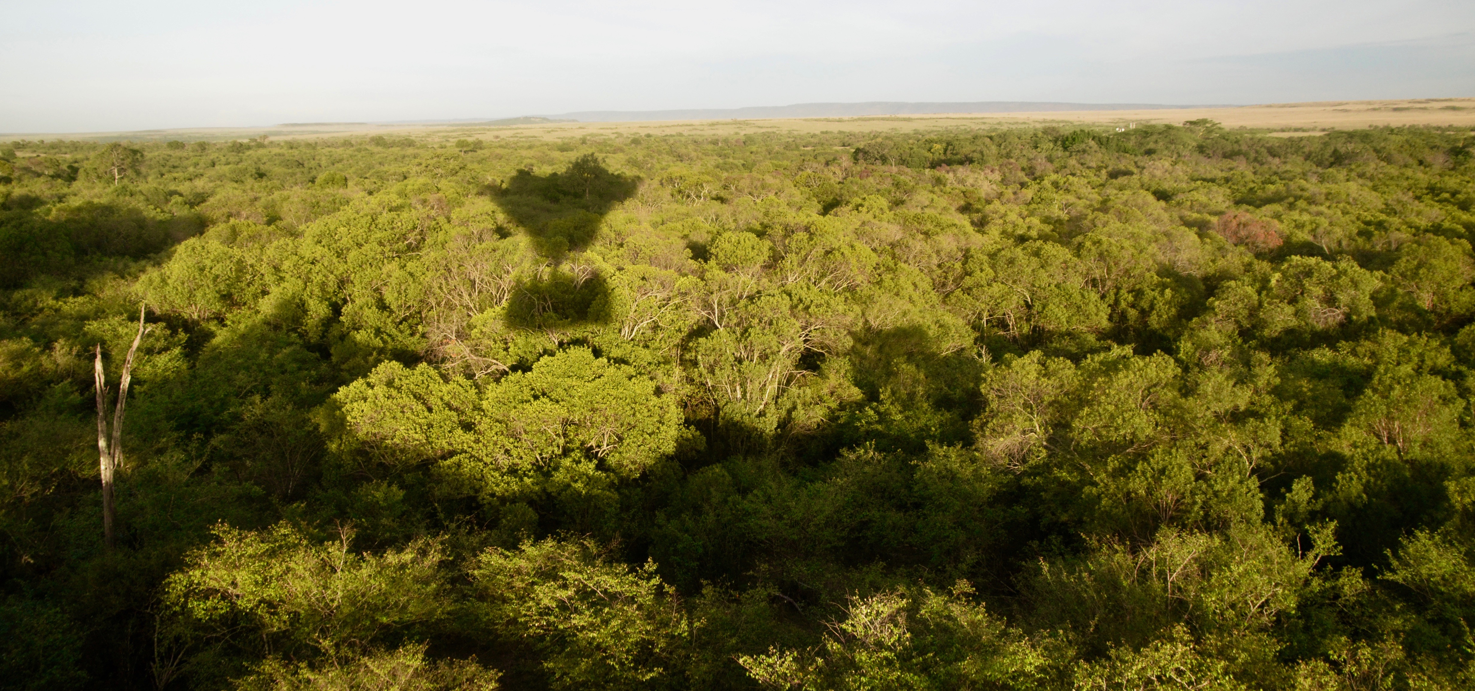 Balloon Shadow over the Forest, Masai Mara