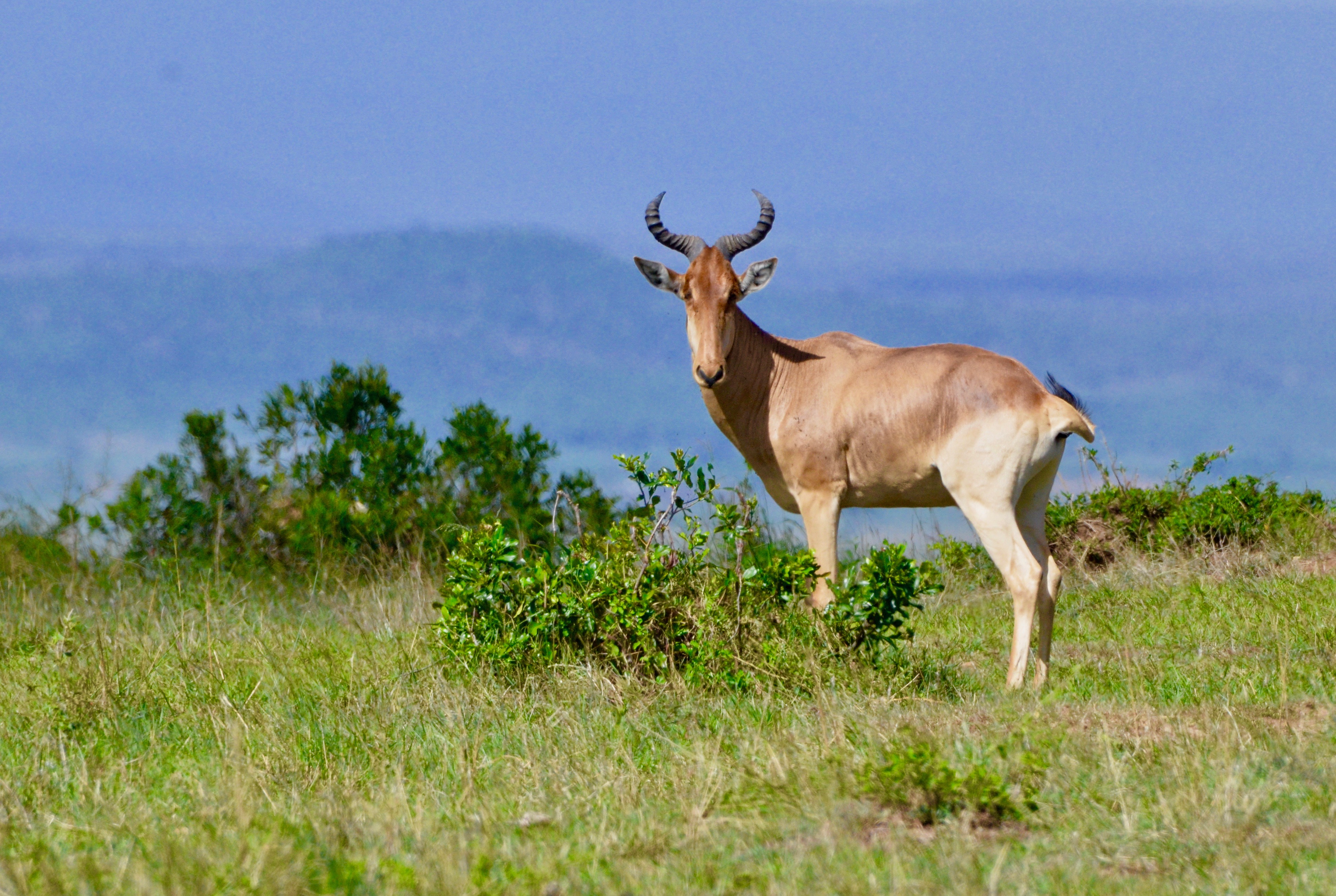 Coke's Hartebeest