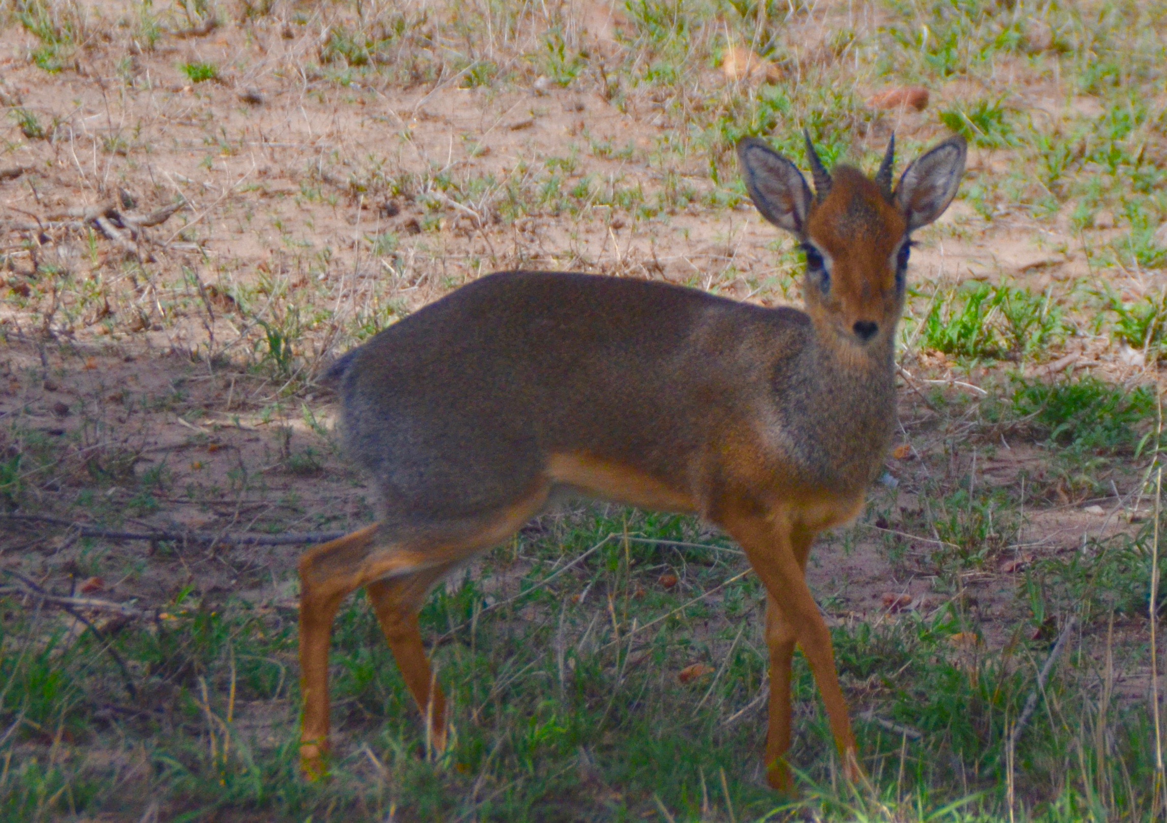 Dik Dik, Masai Mara