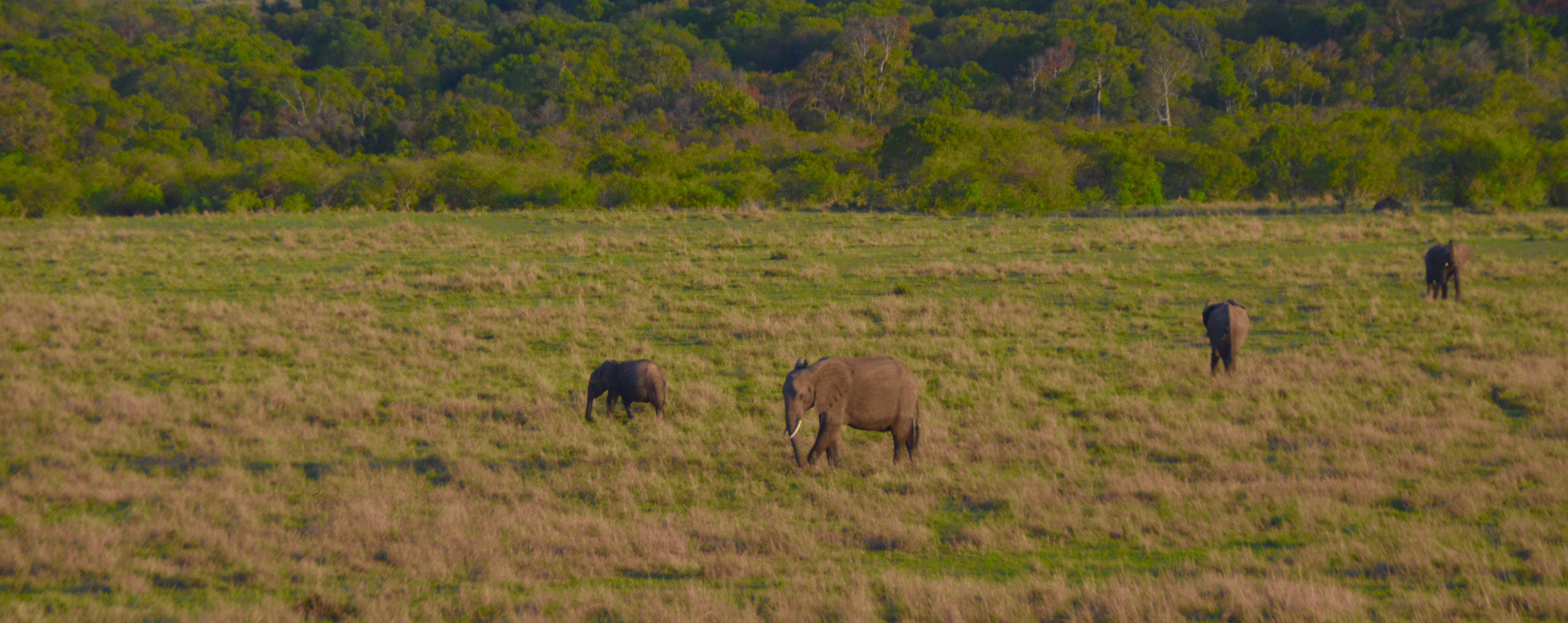 Elephants on the Move, Masai Mara