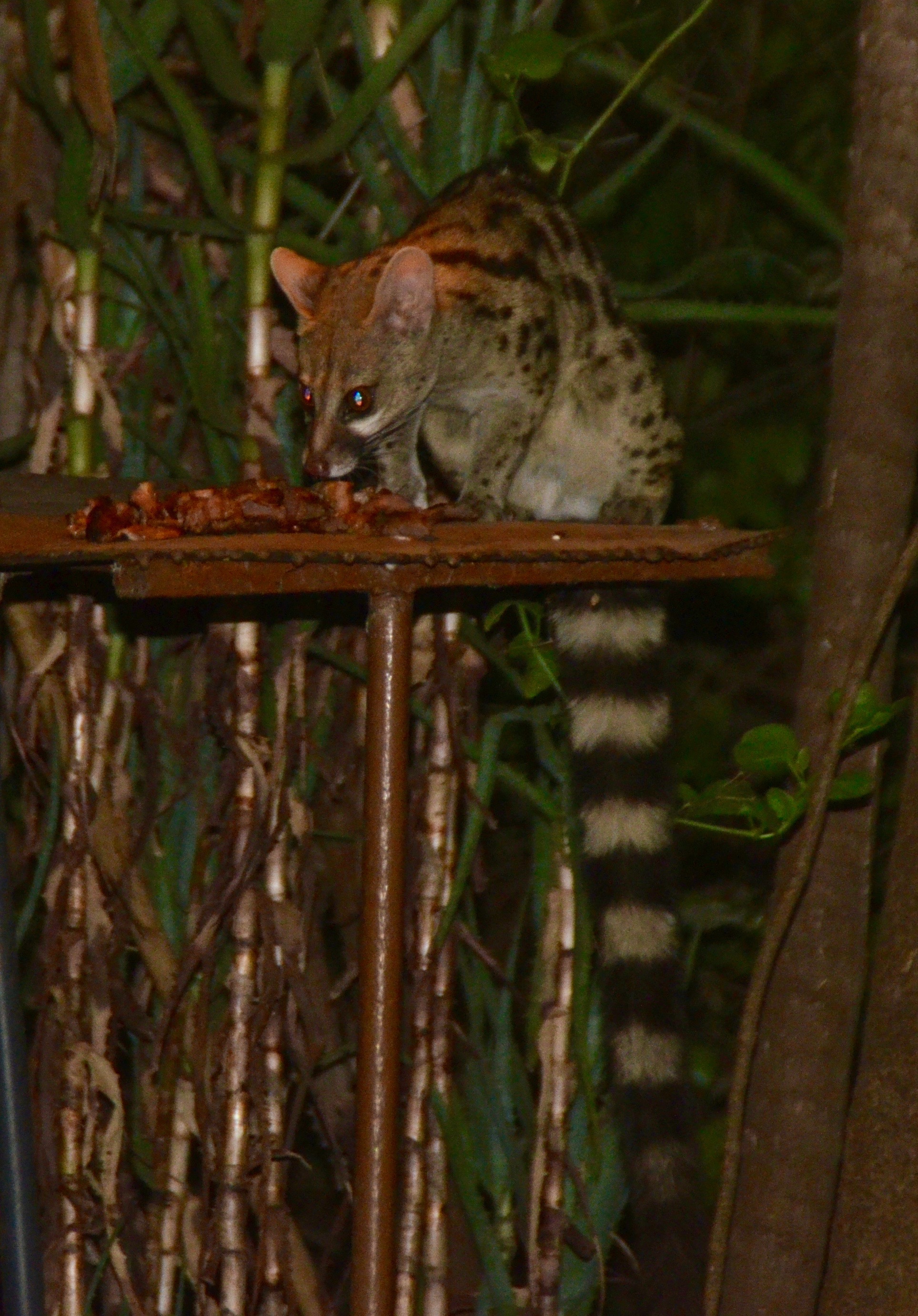 Genet, Fig Tree Camp