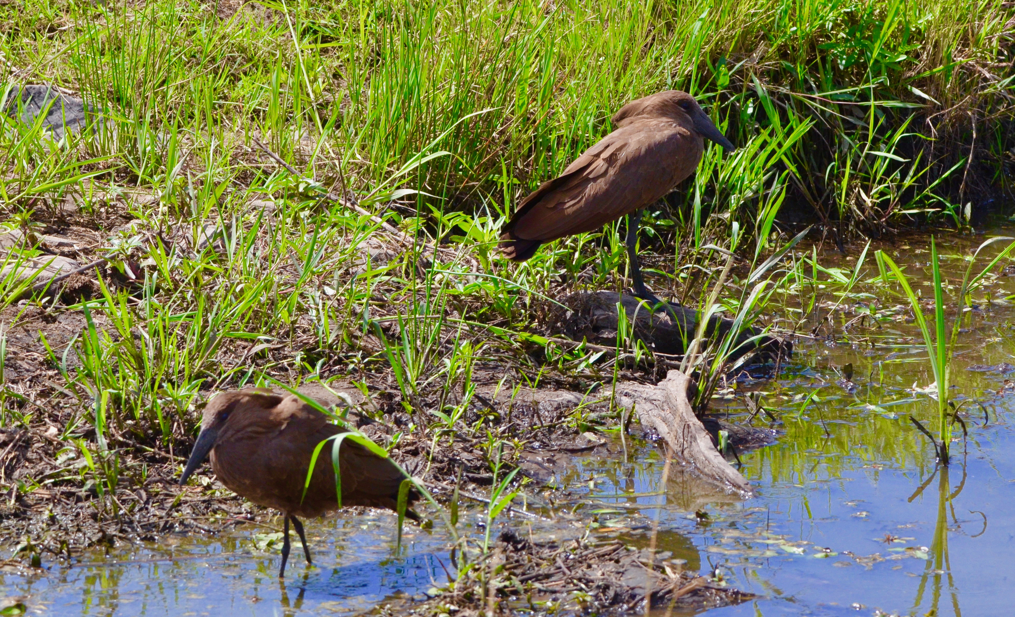 Hammerkop, Masai Mara