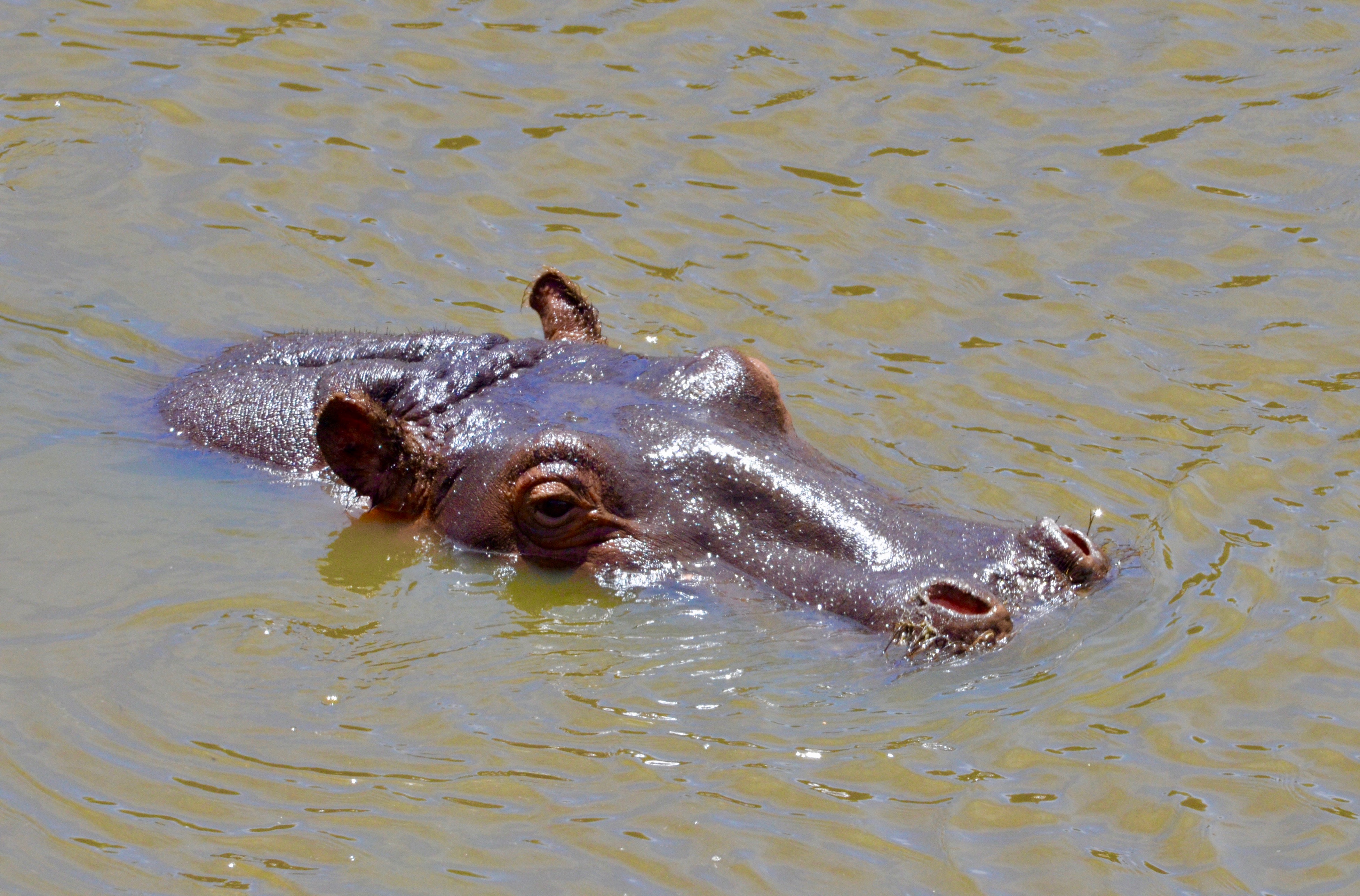 Hippo Head