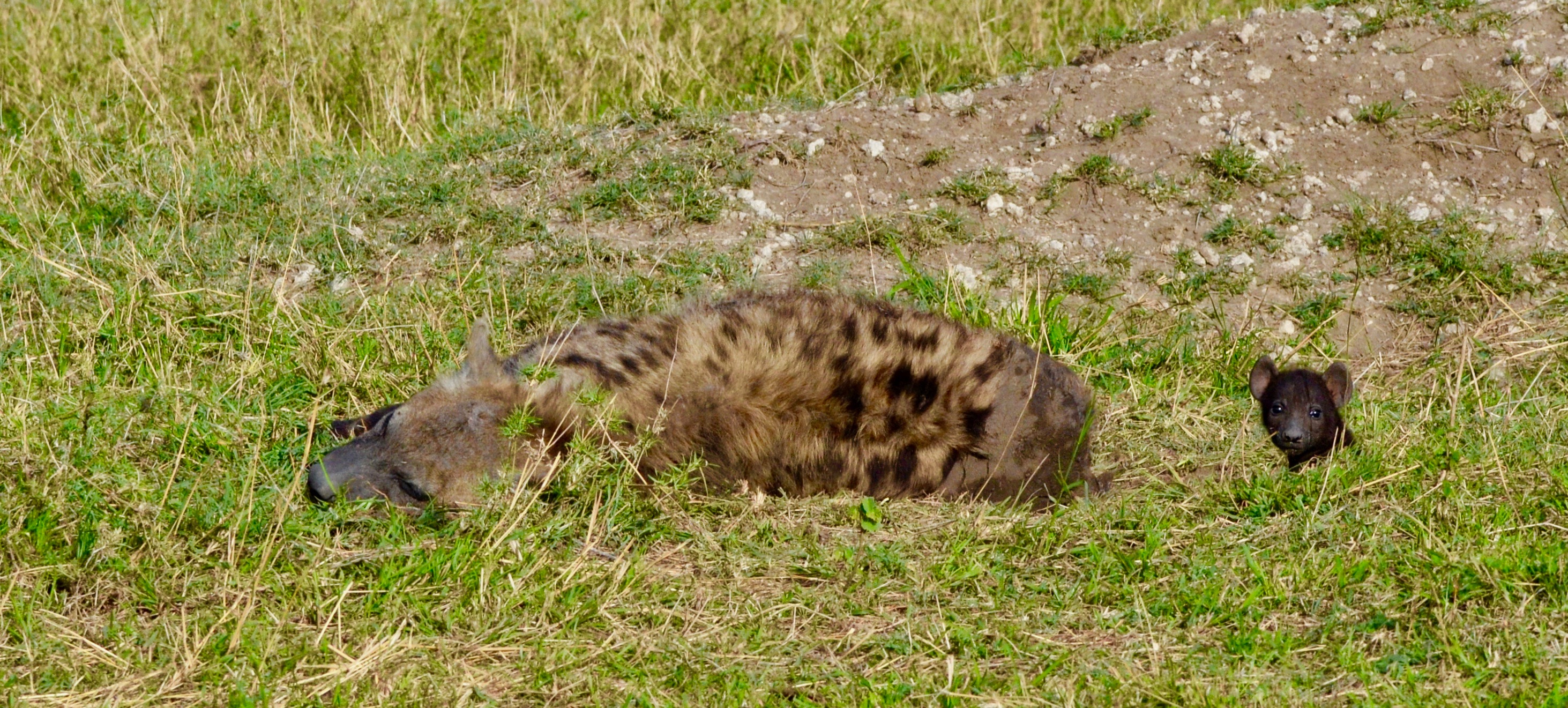 Hyena & Cub, Masai Mara