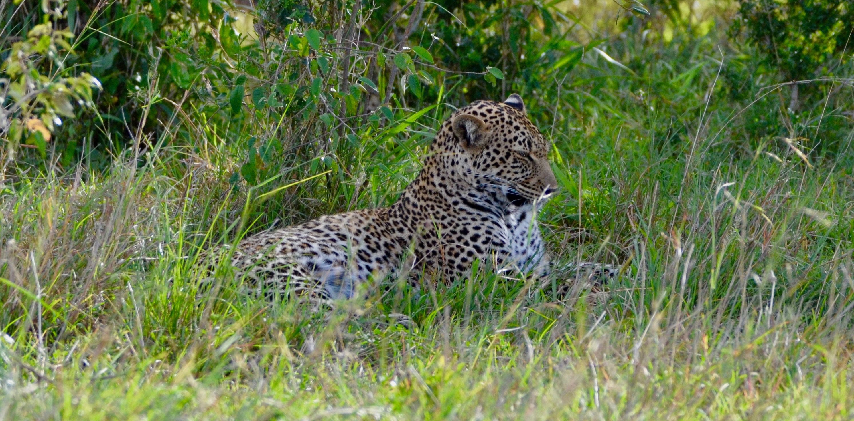 Leopard, Masai Mara