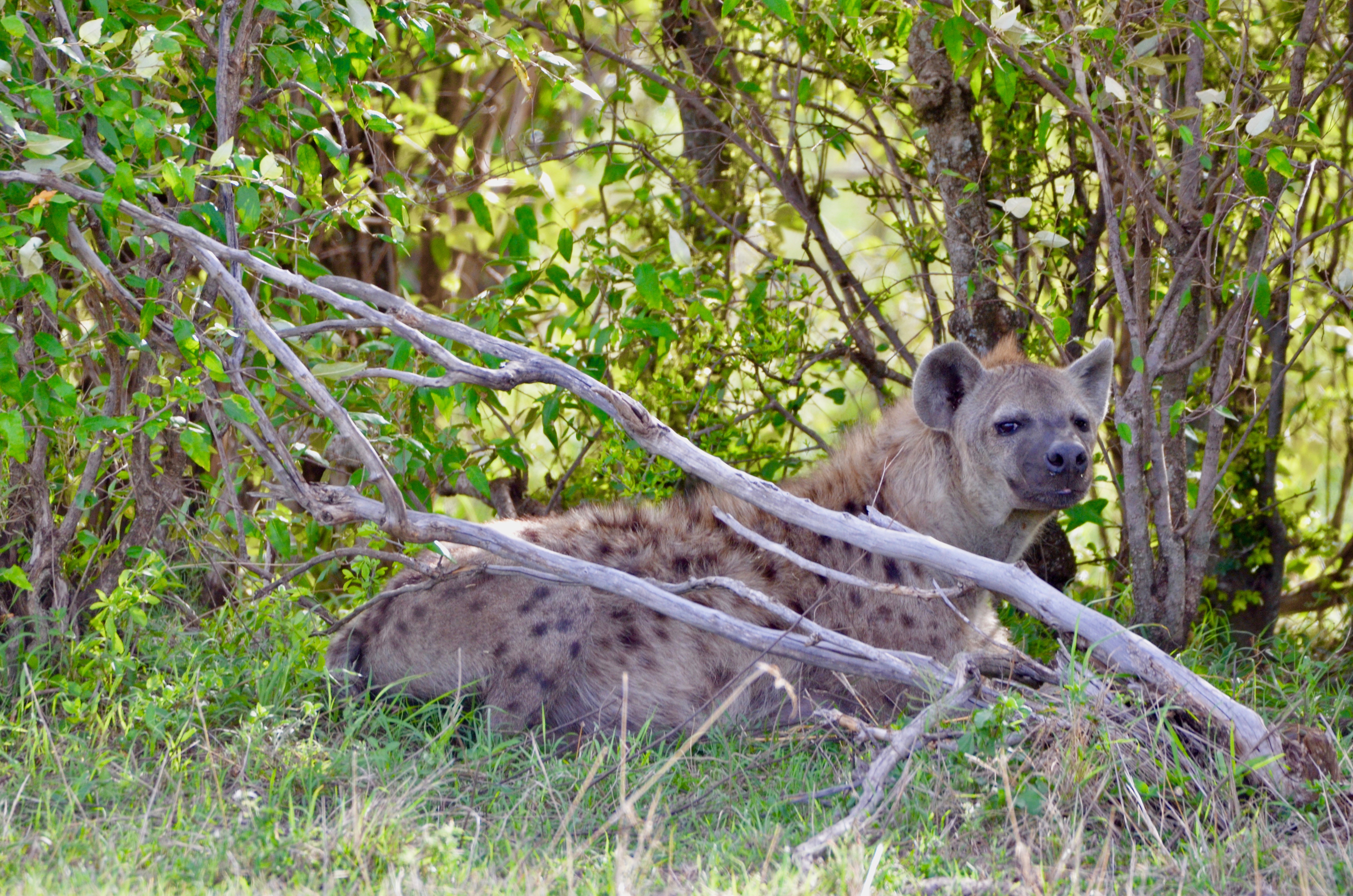 Mean Looking Hyena