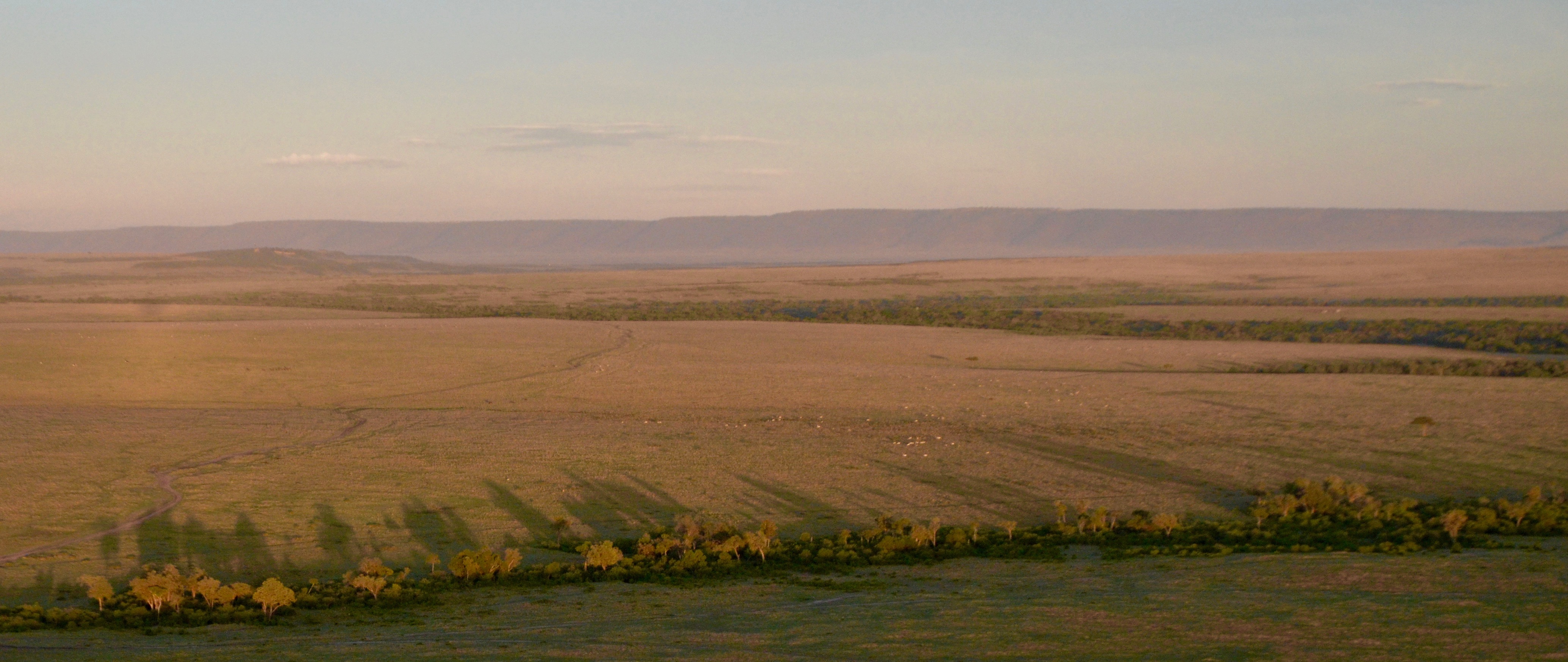 Morning Shadows, Masai Mara