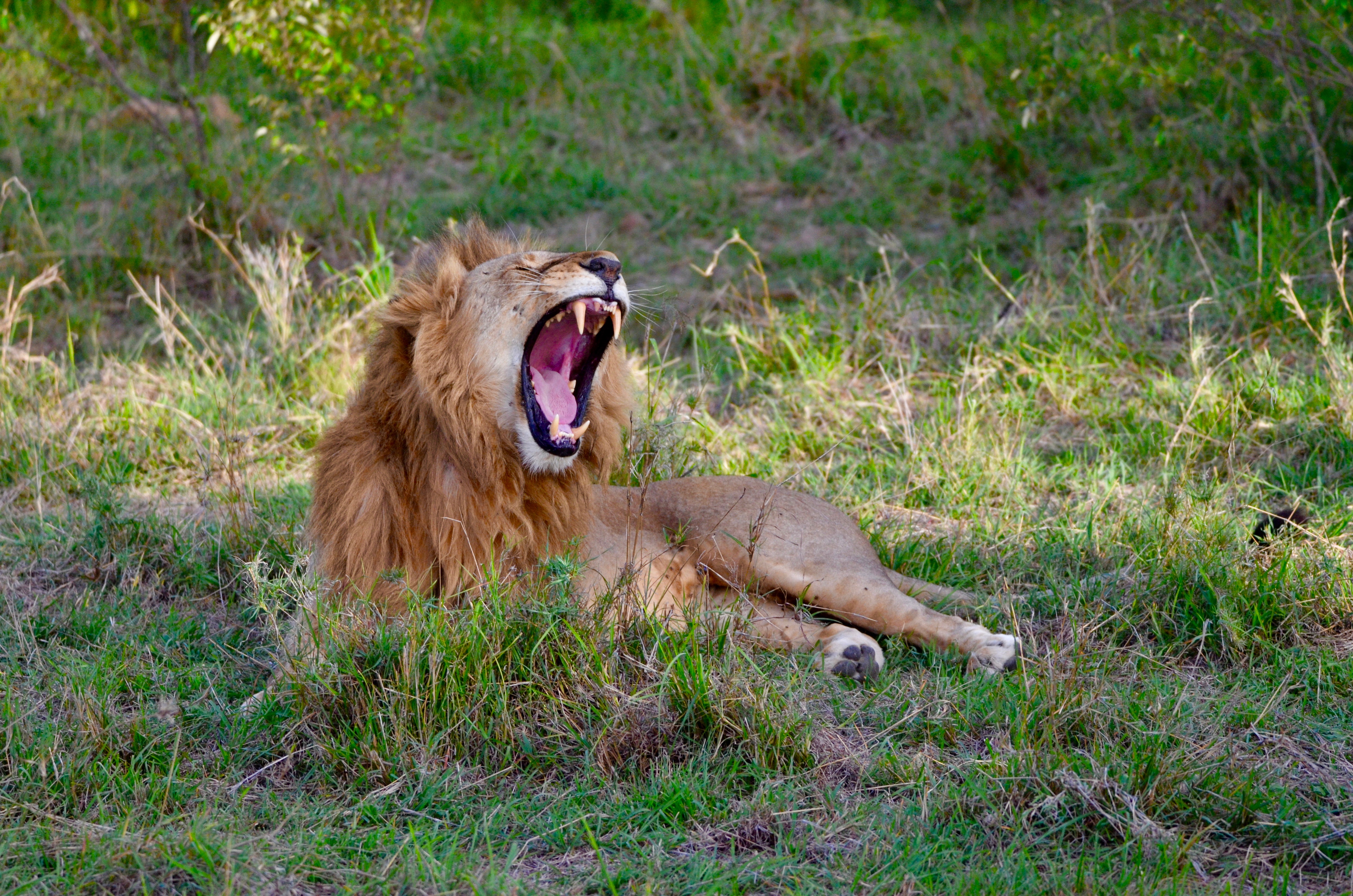 King of the Masai Mara