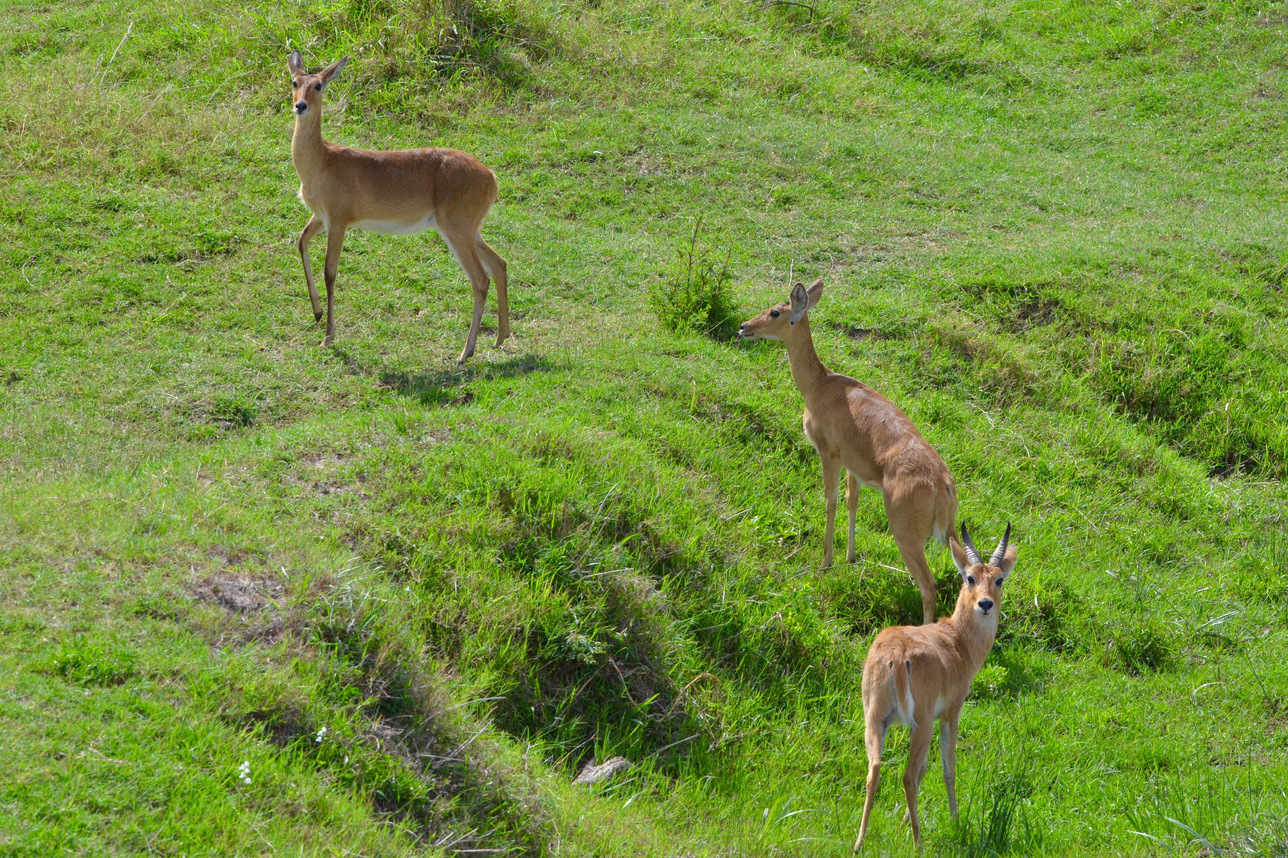 Reedbuck & two Does, Masai Mara
