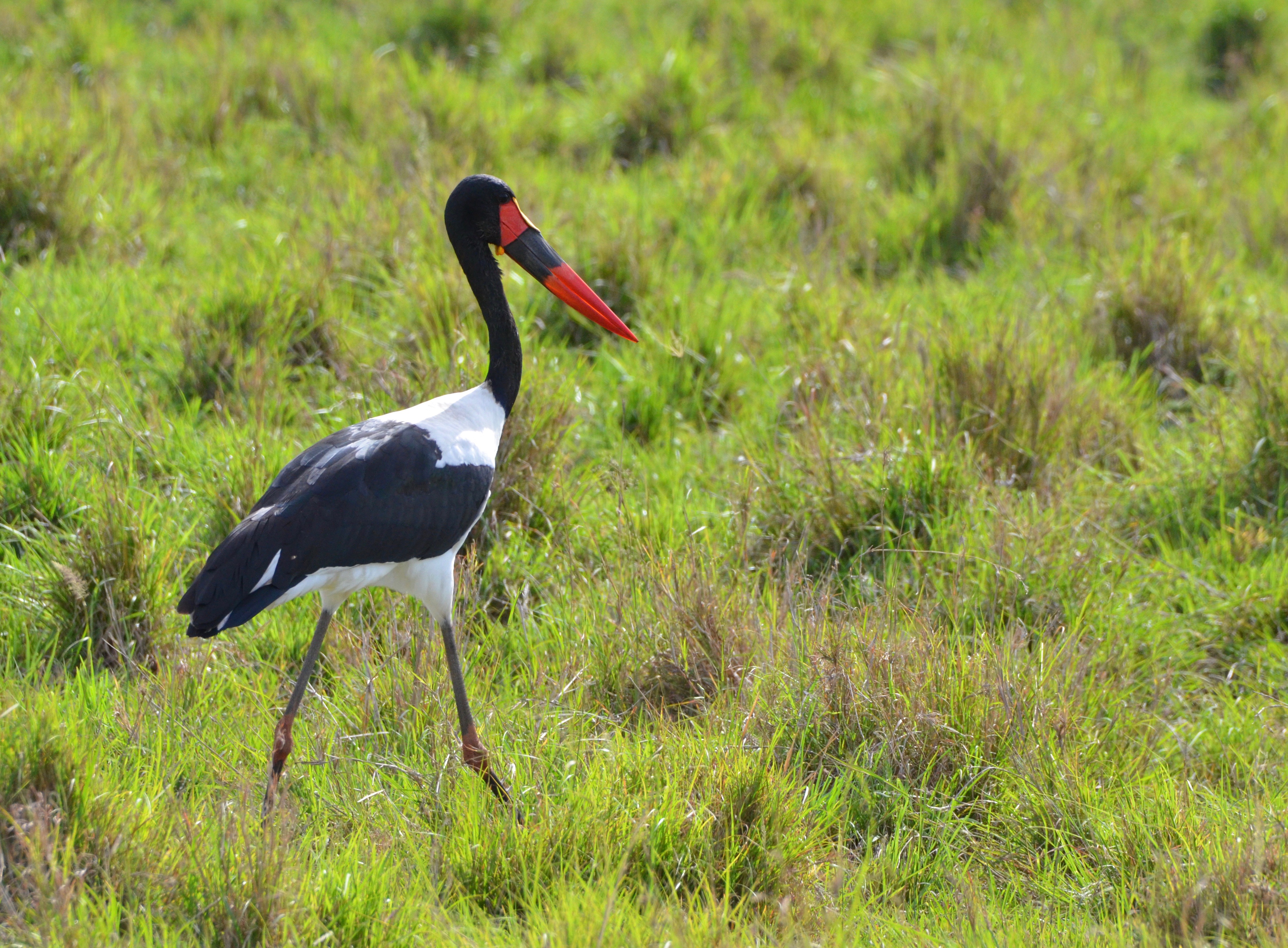 Saddle-Billed Stork, Masai Mara