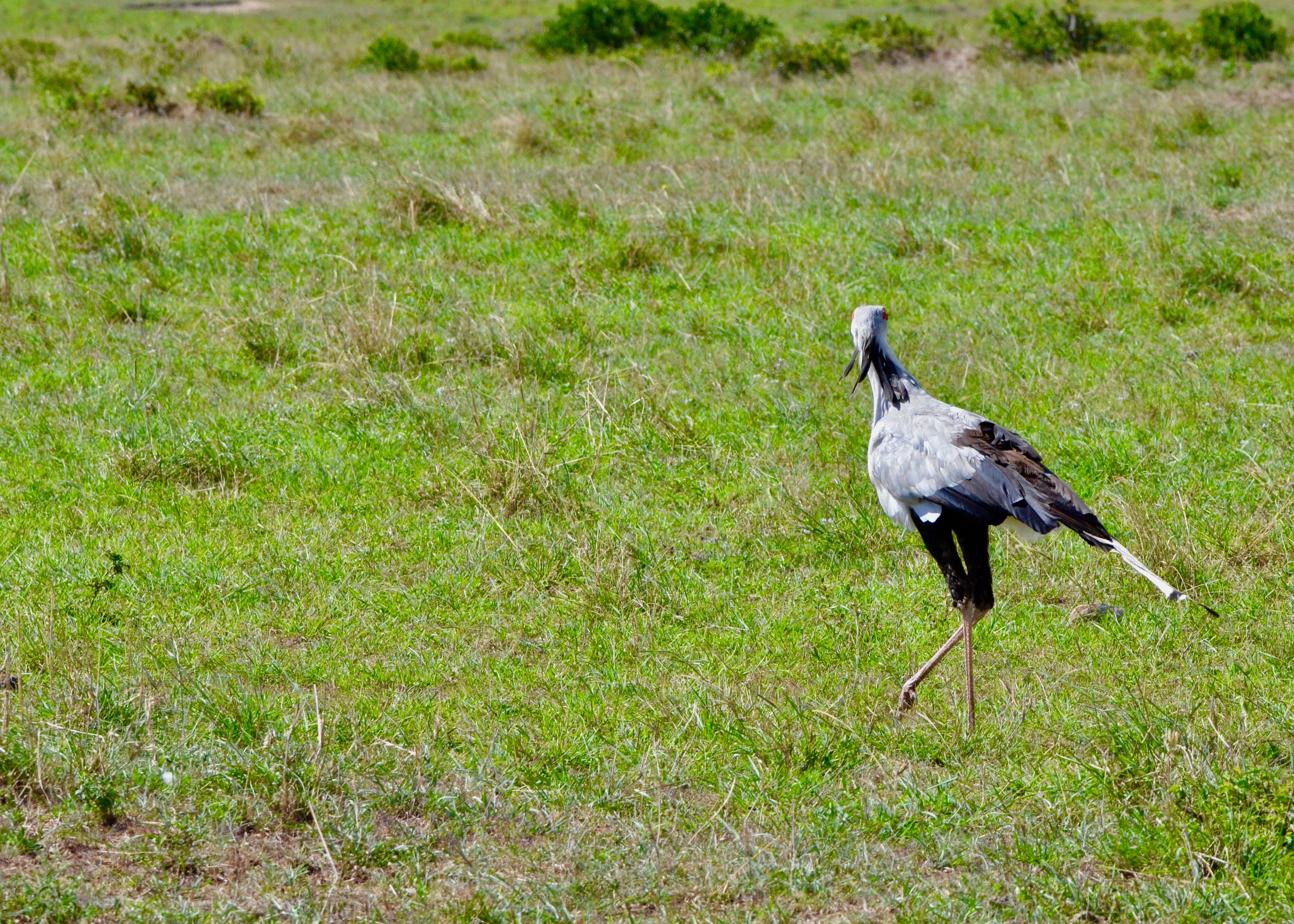 Secretary Bird, Masai Mara