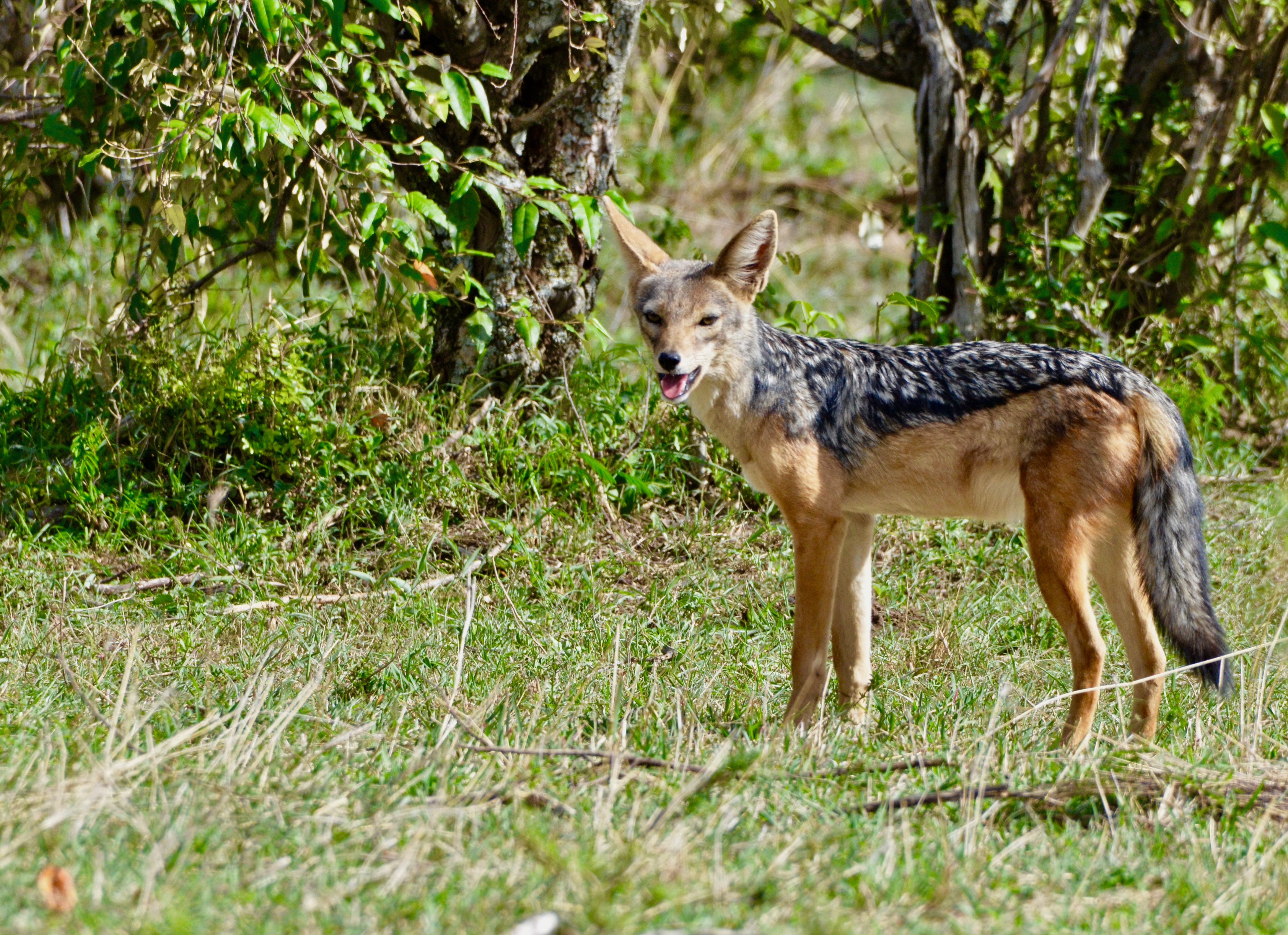 Silver Back Jackal, Masai Mara