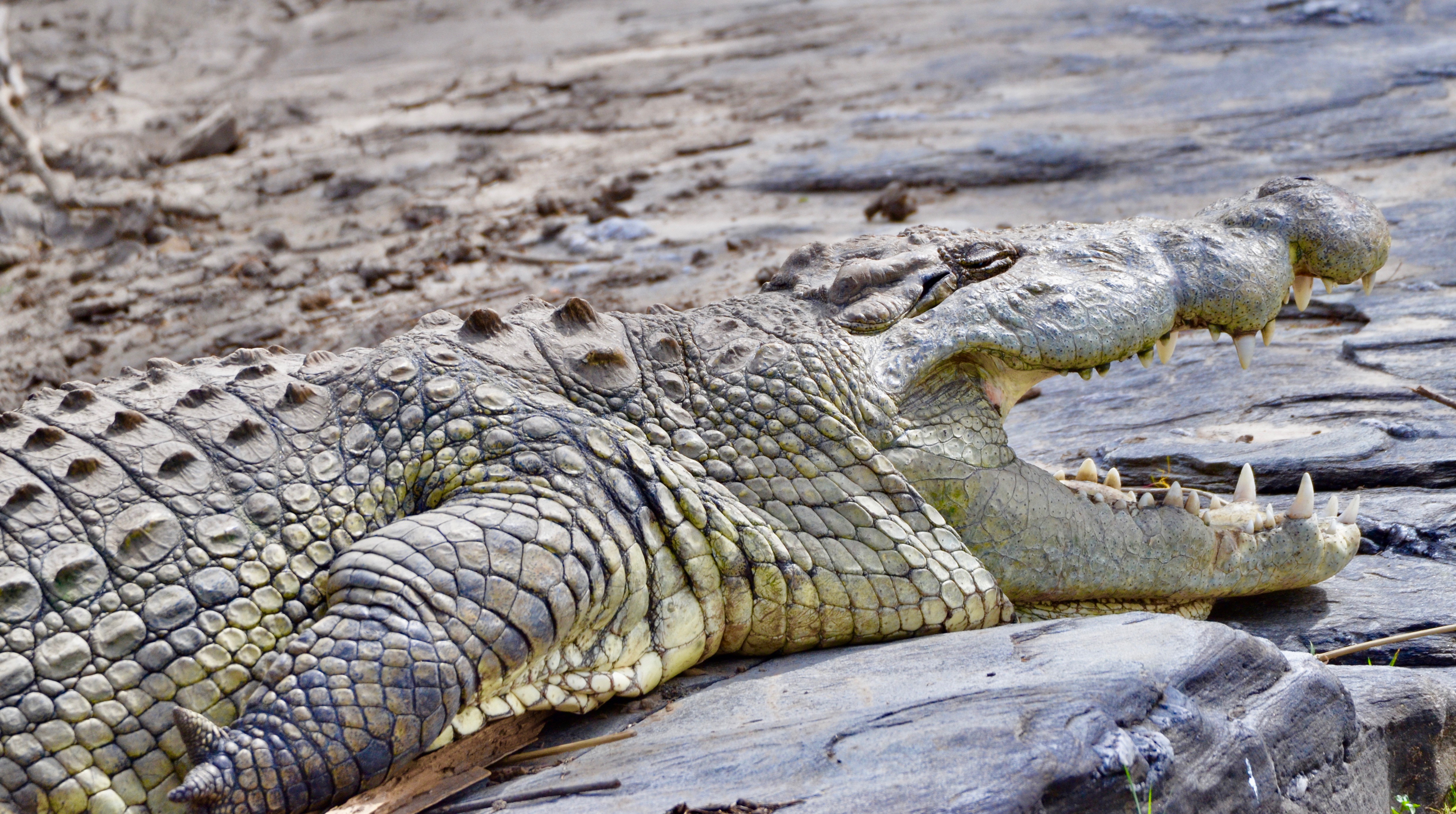 Smiling Croc, Masai Mara