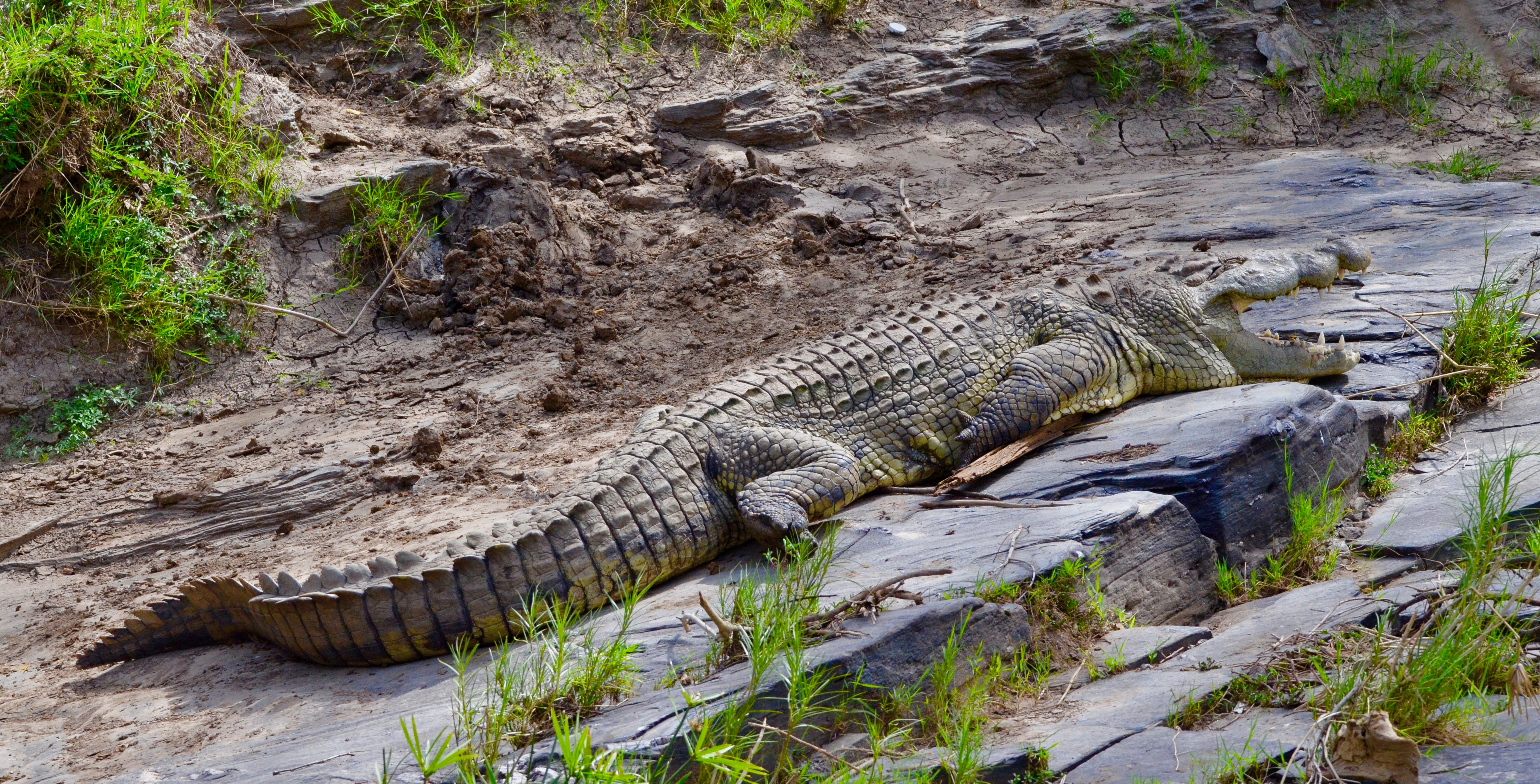 The Croc at the Camp, Masai Mara