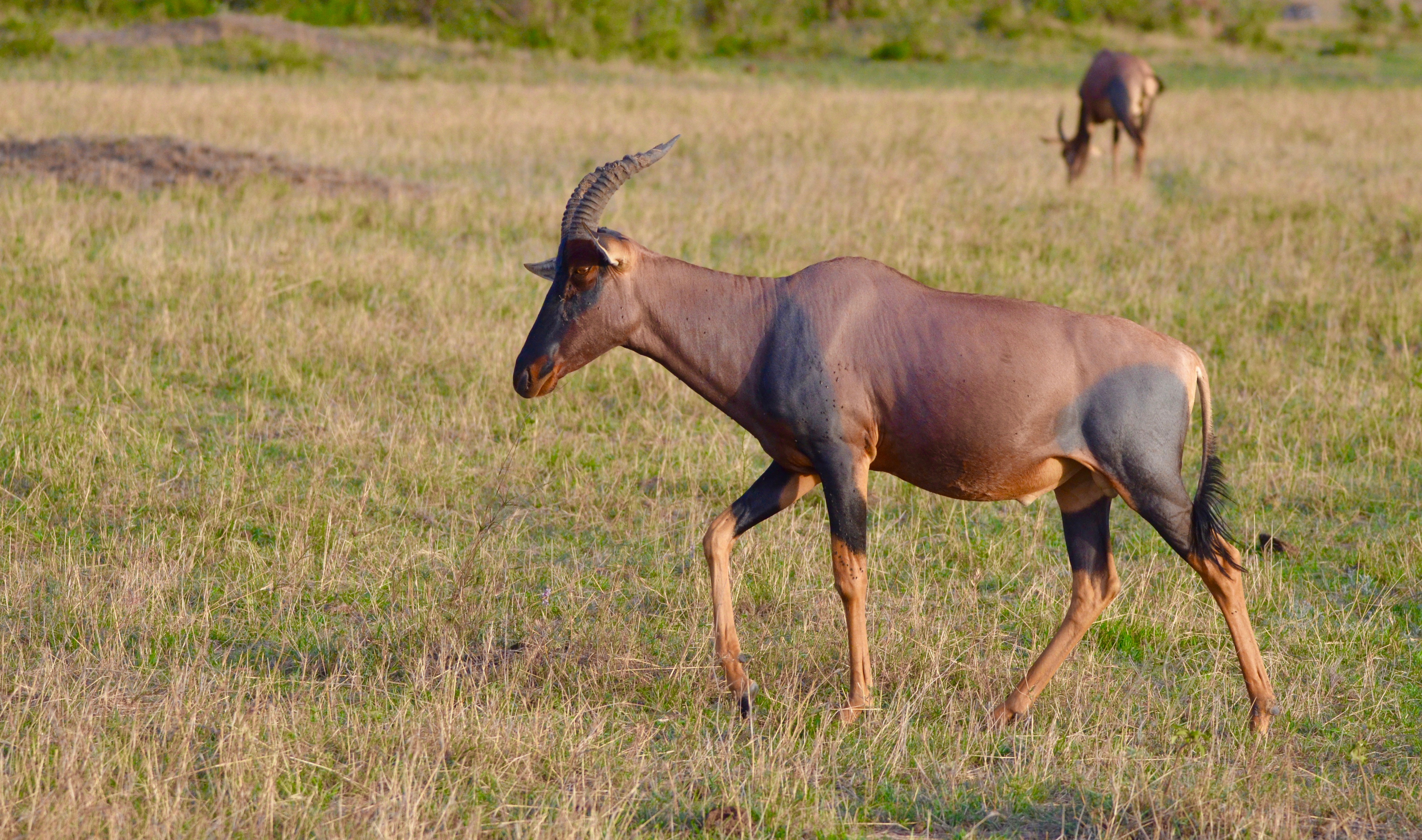 Topi, Masai Mara