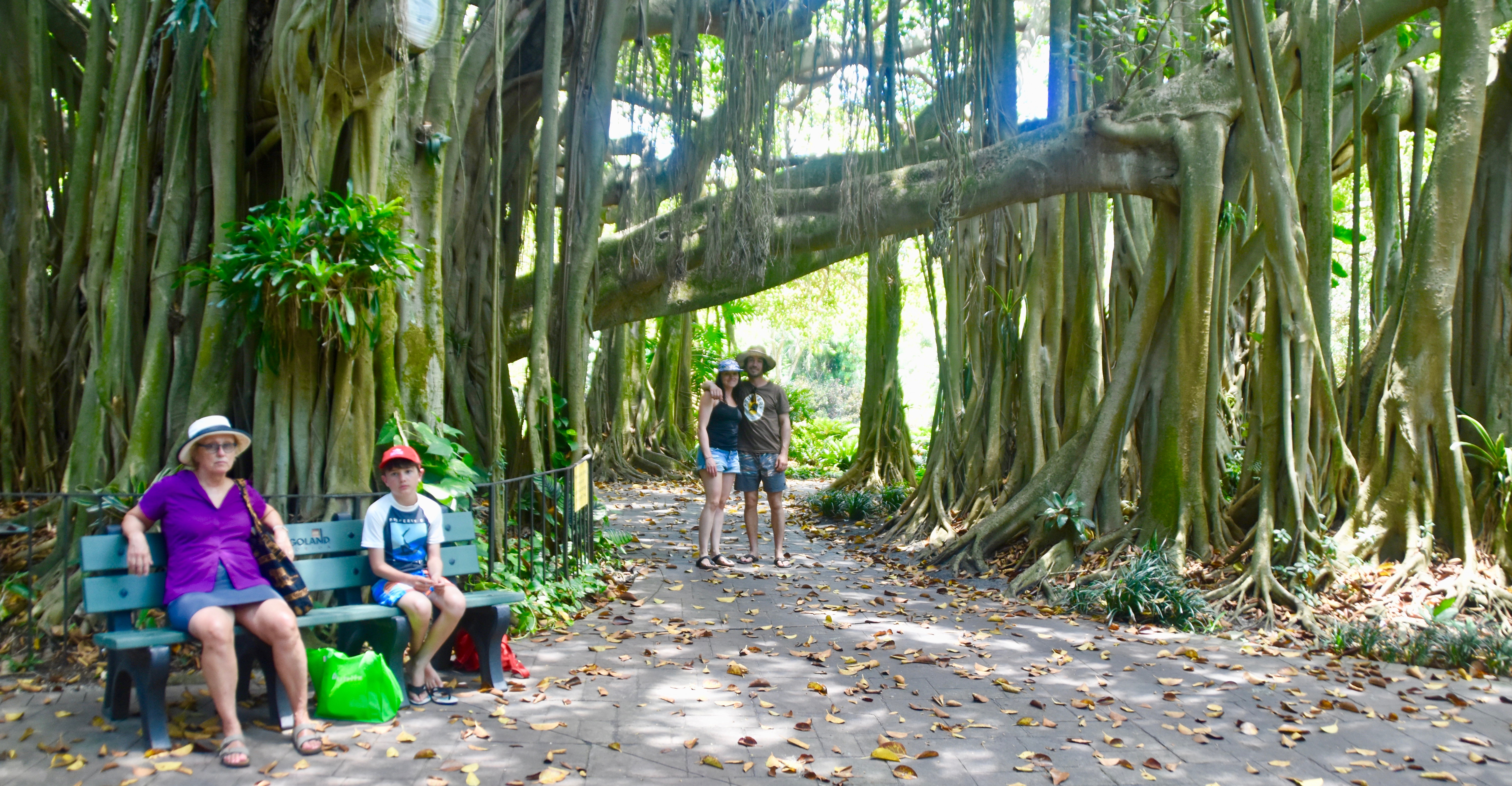 Under the Banyan Tree