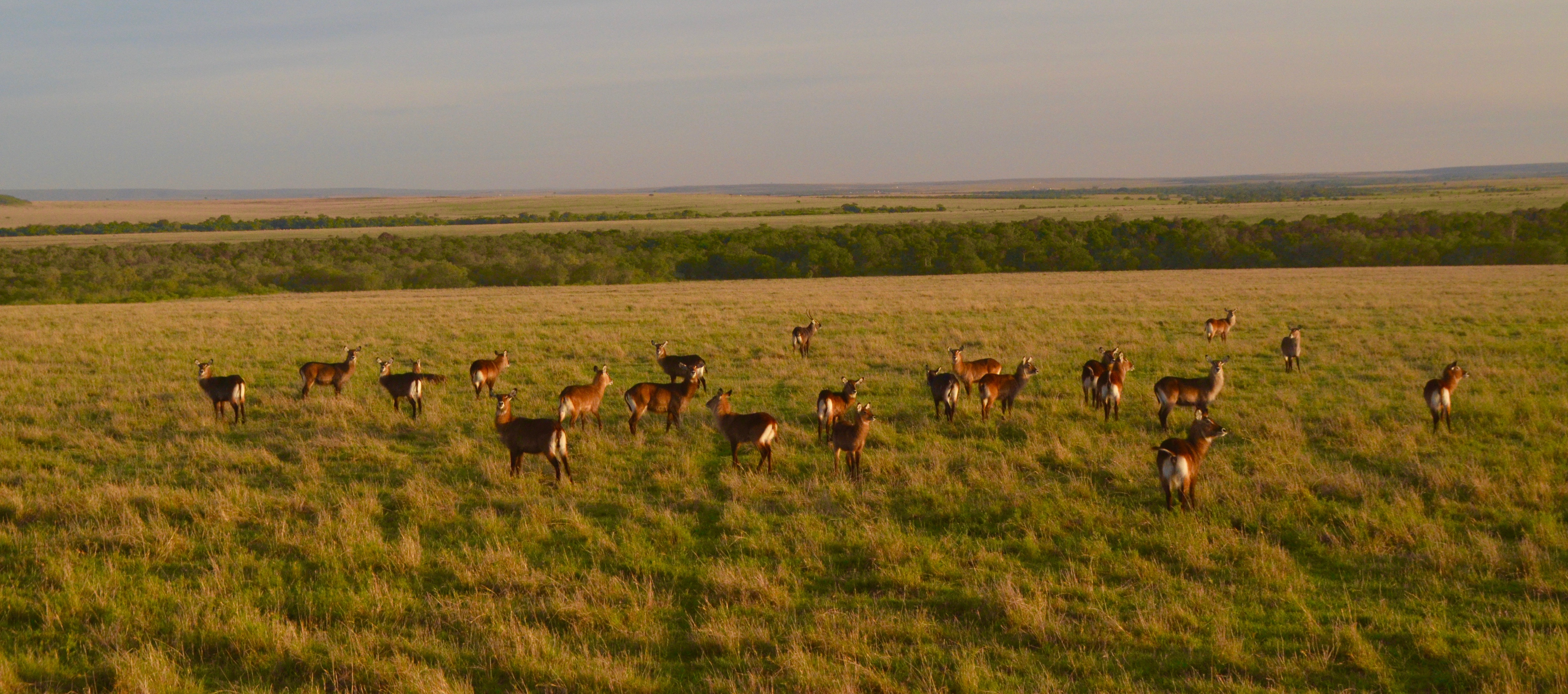 Waterbucks Below