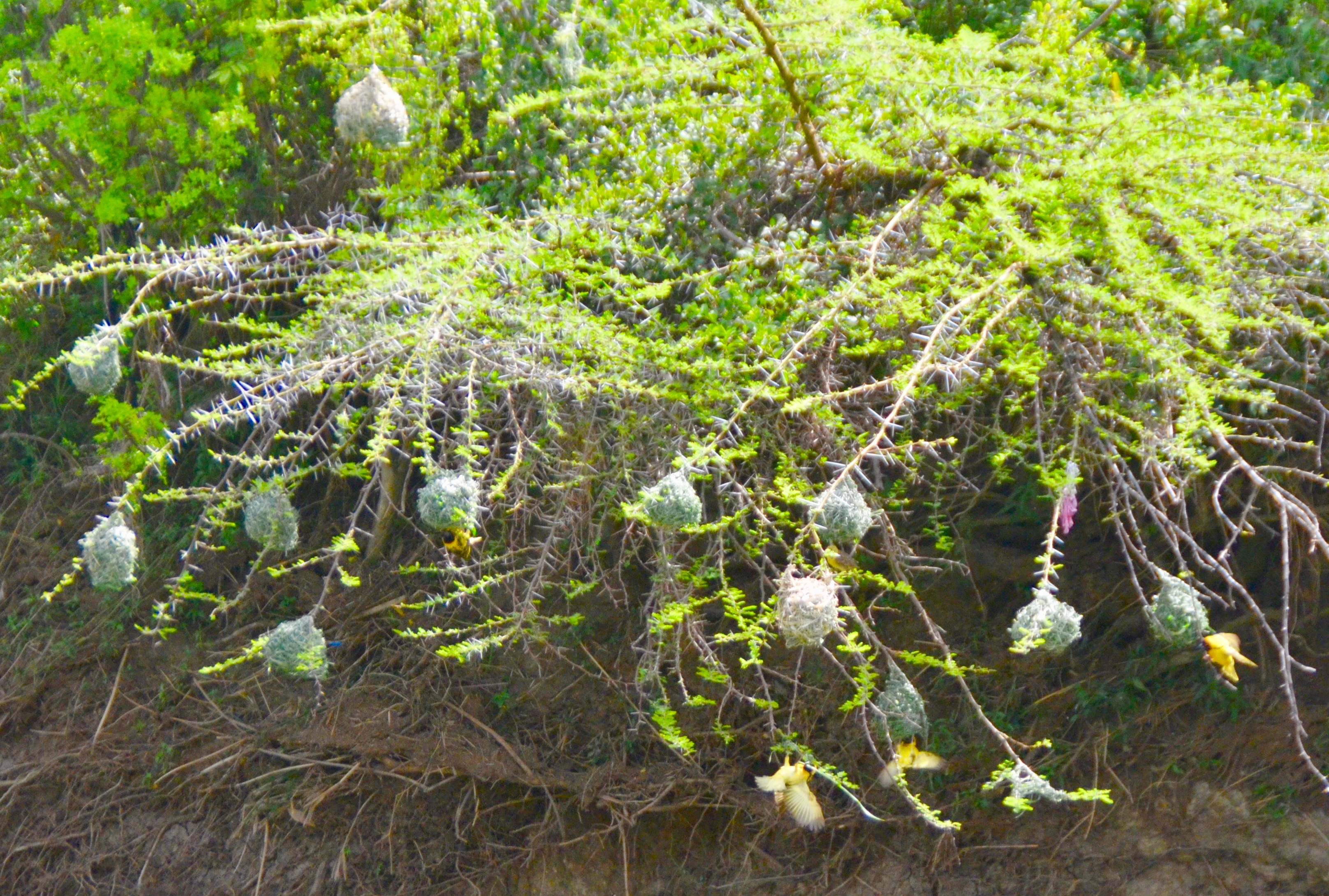 Weaver Bird Nests, Masai Mara