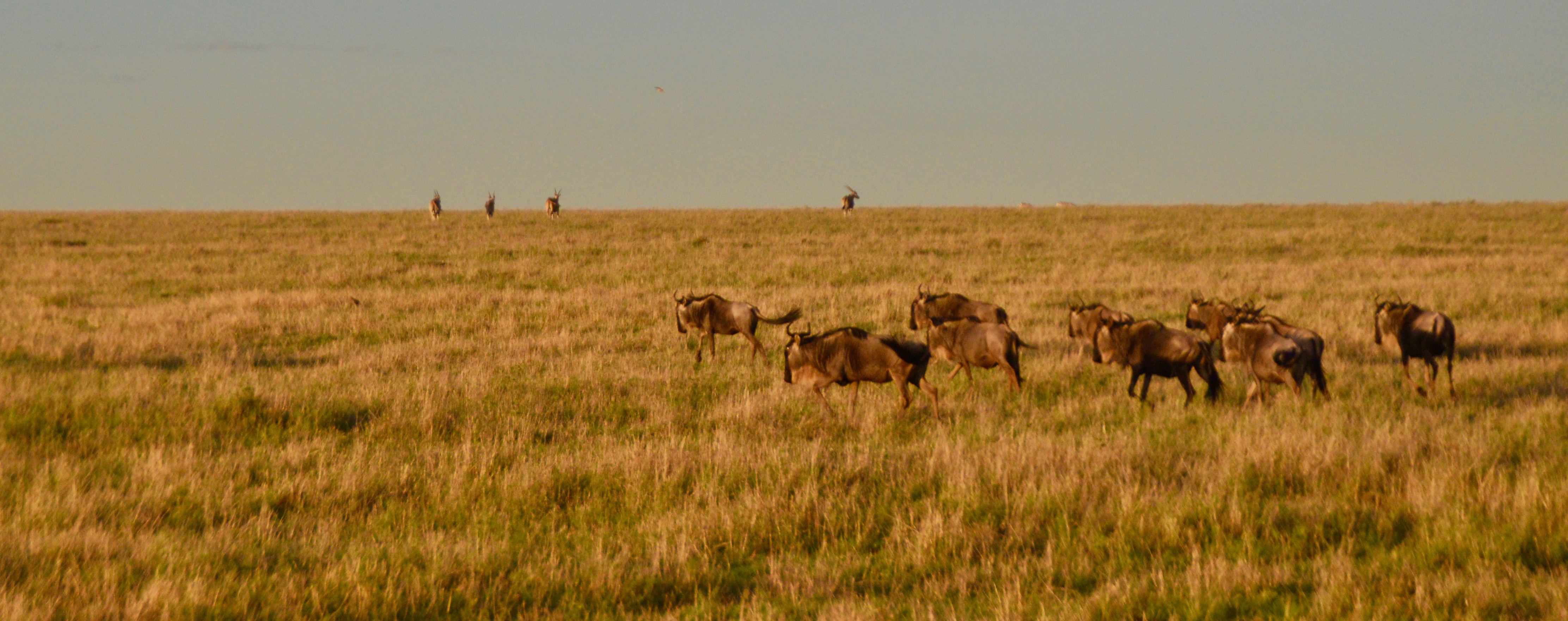 Wilfdebeests on the Run