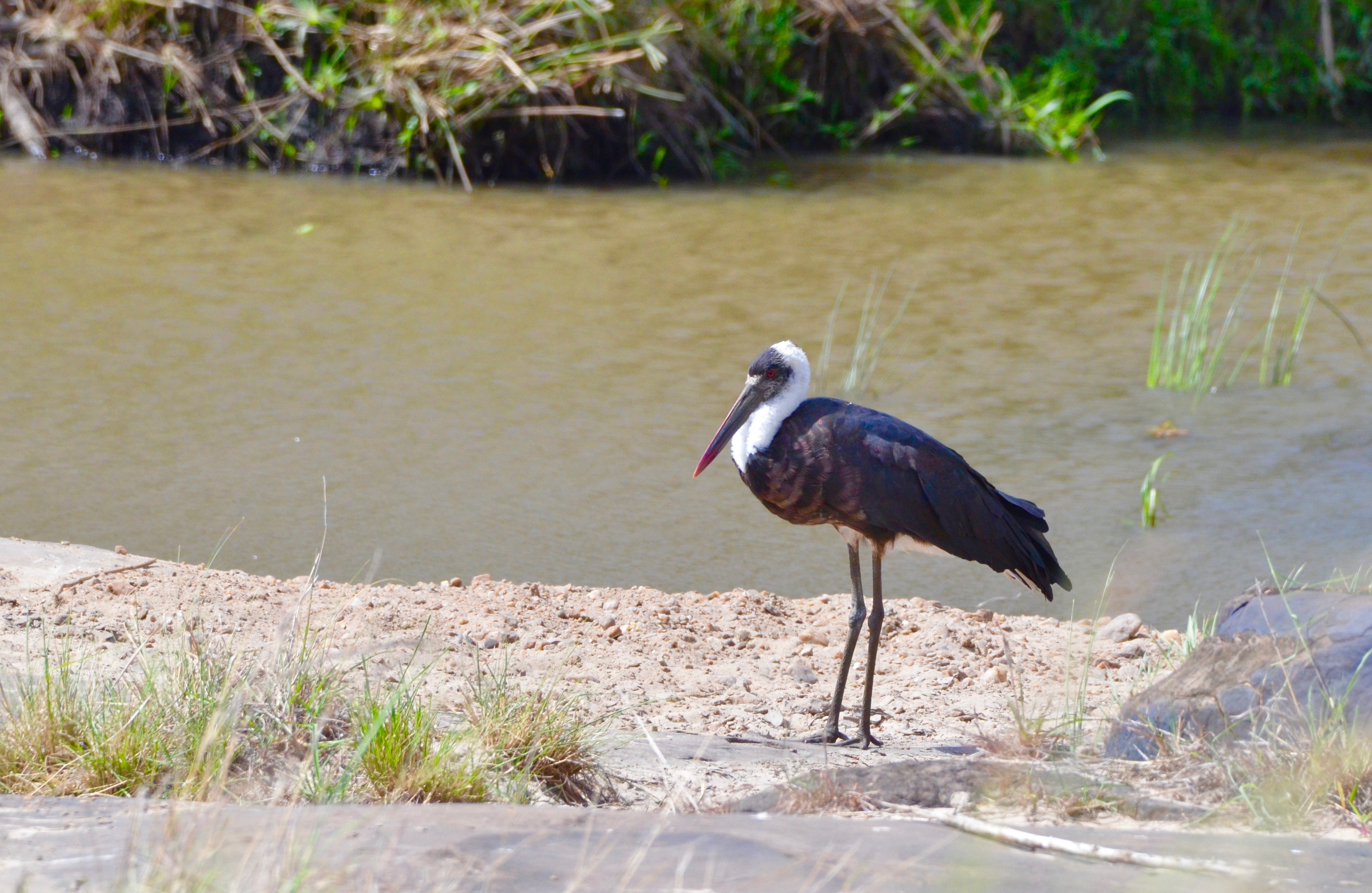 Wooly Necked Stork, Masai Mara