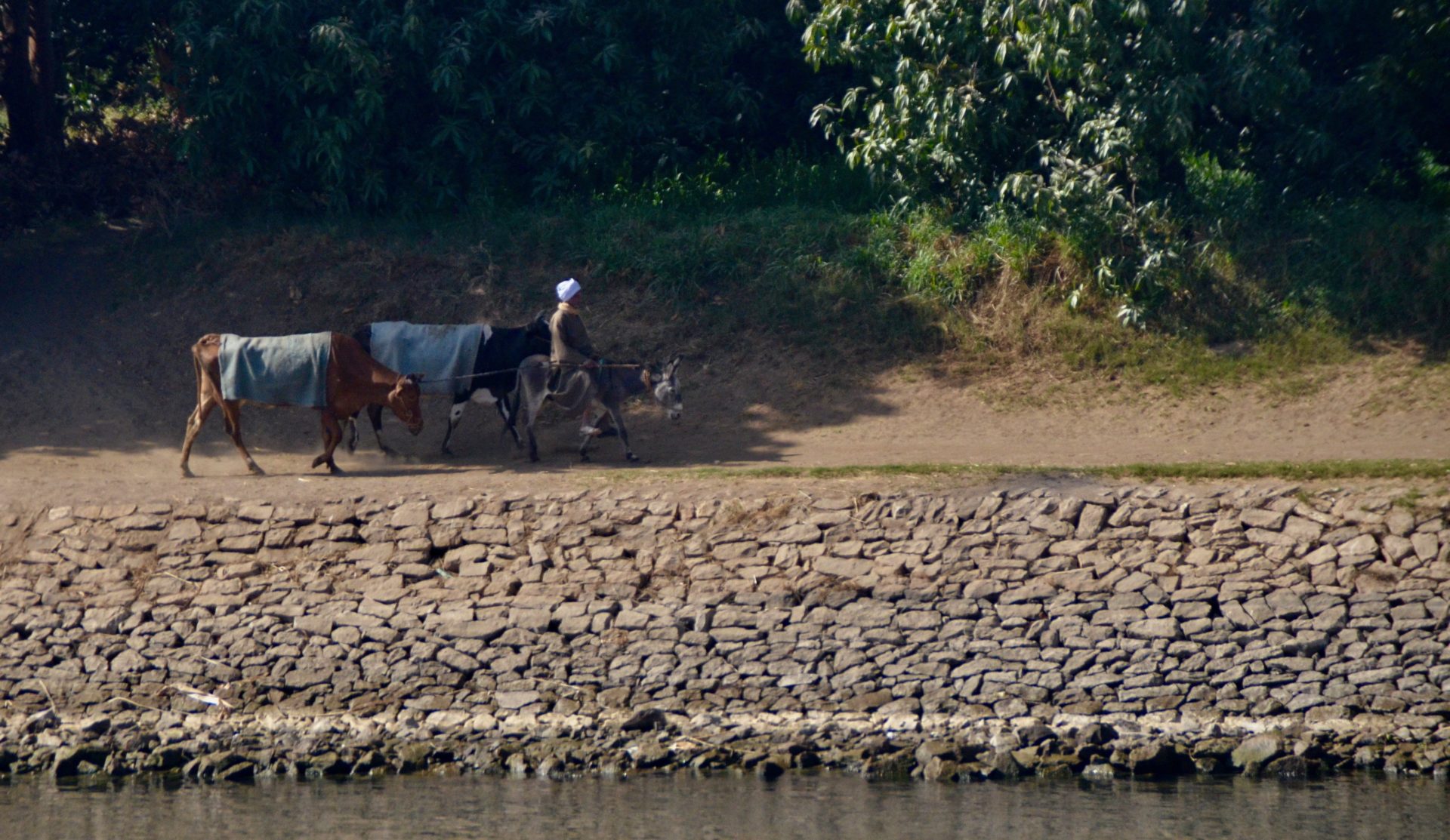 Donkey and Cows