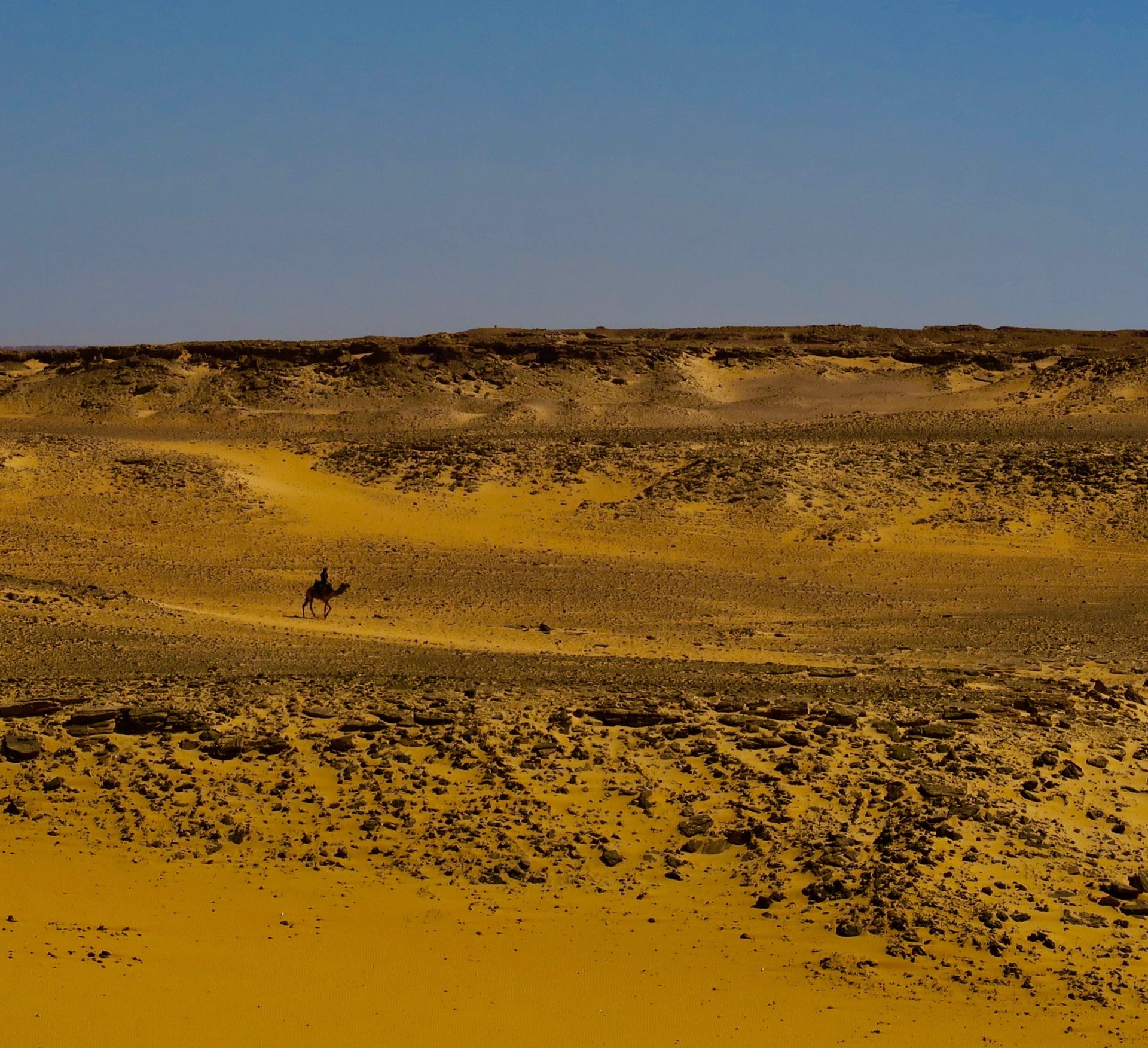 Lone Camel Rider