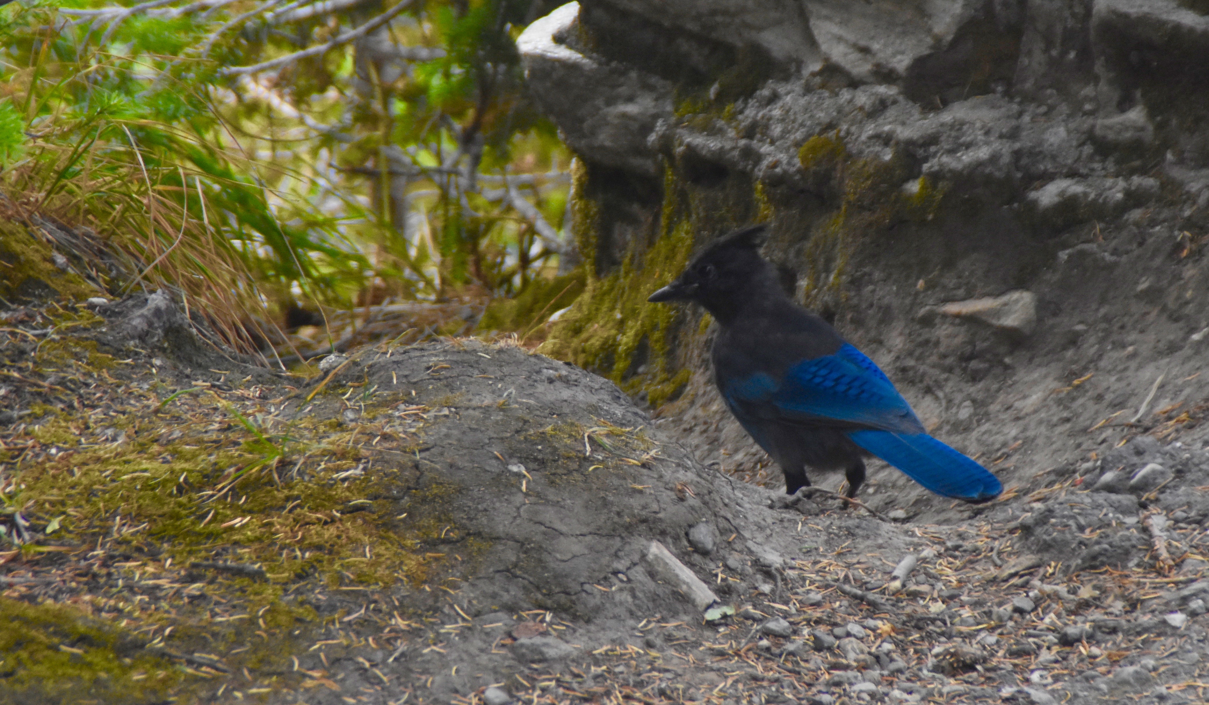 Steller's Jay