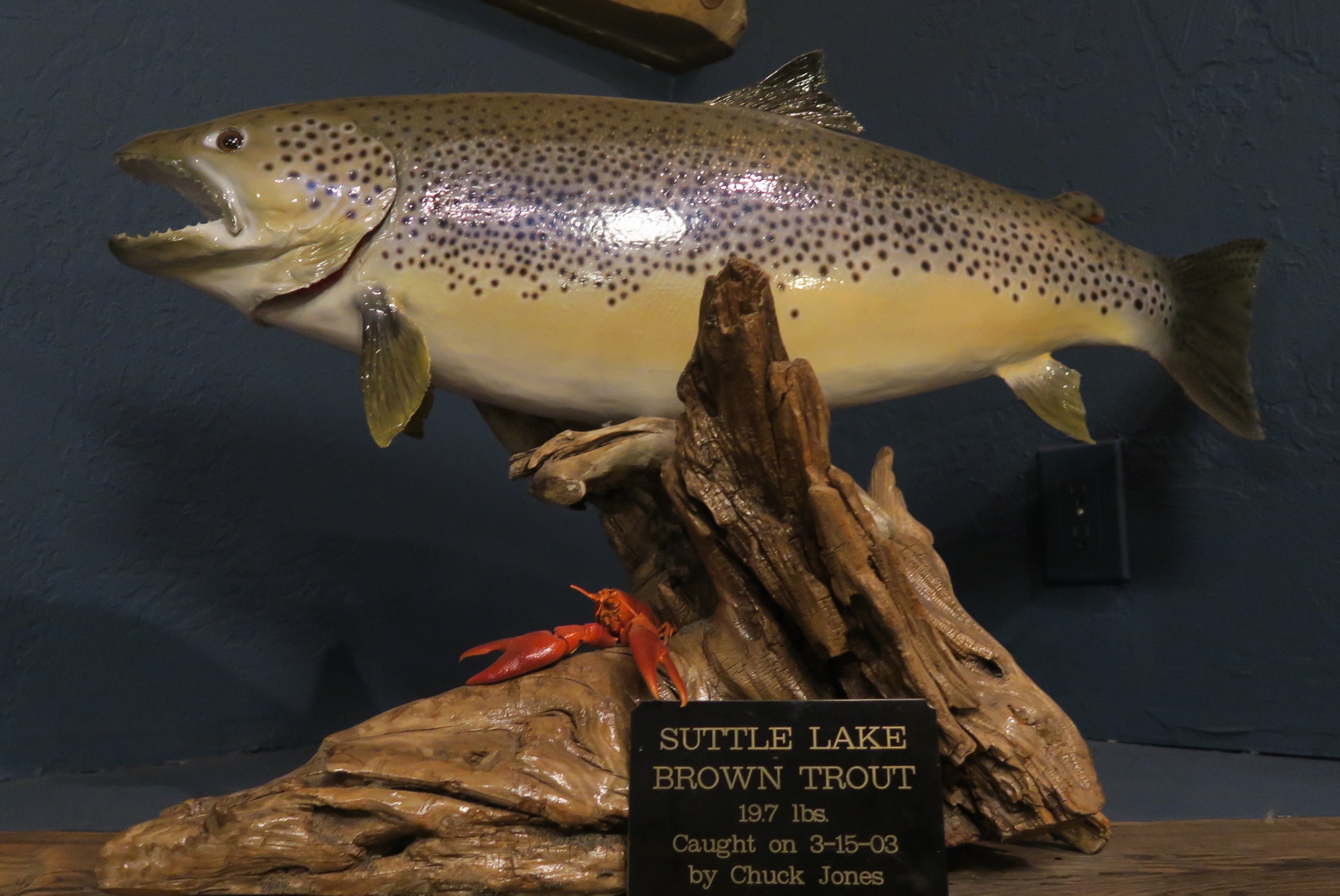 Brown Trout, Suttle Lodge