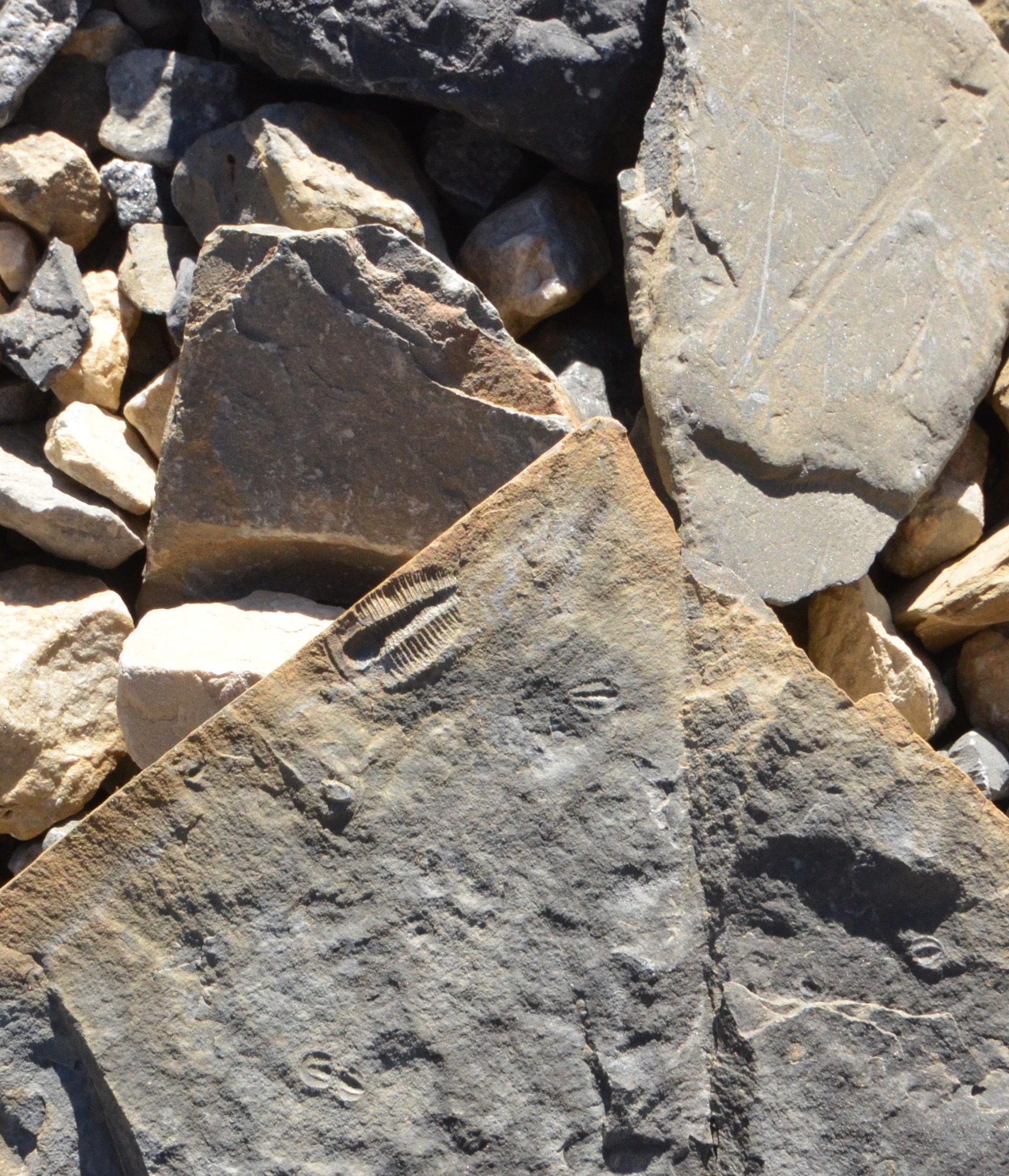Burgess Shale Trilobite