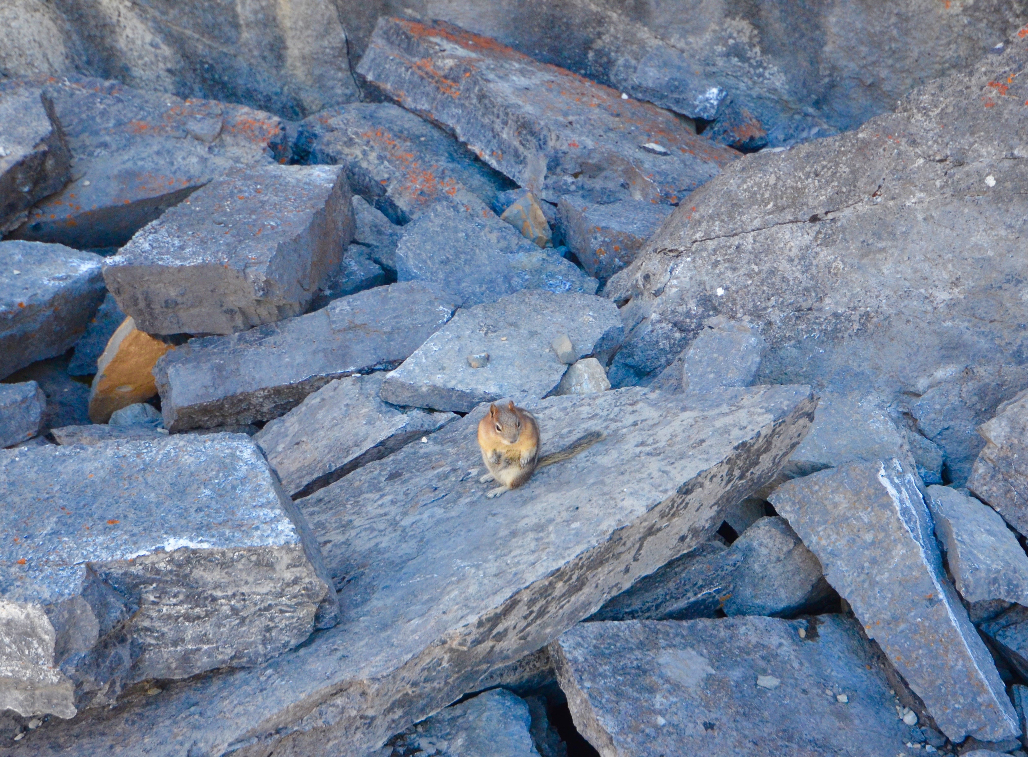 Chubby Least Chipmunk