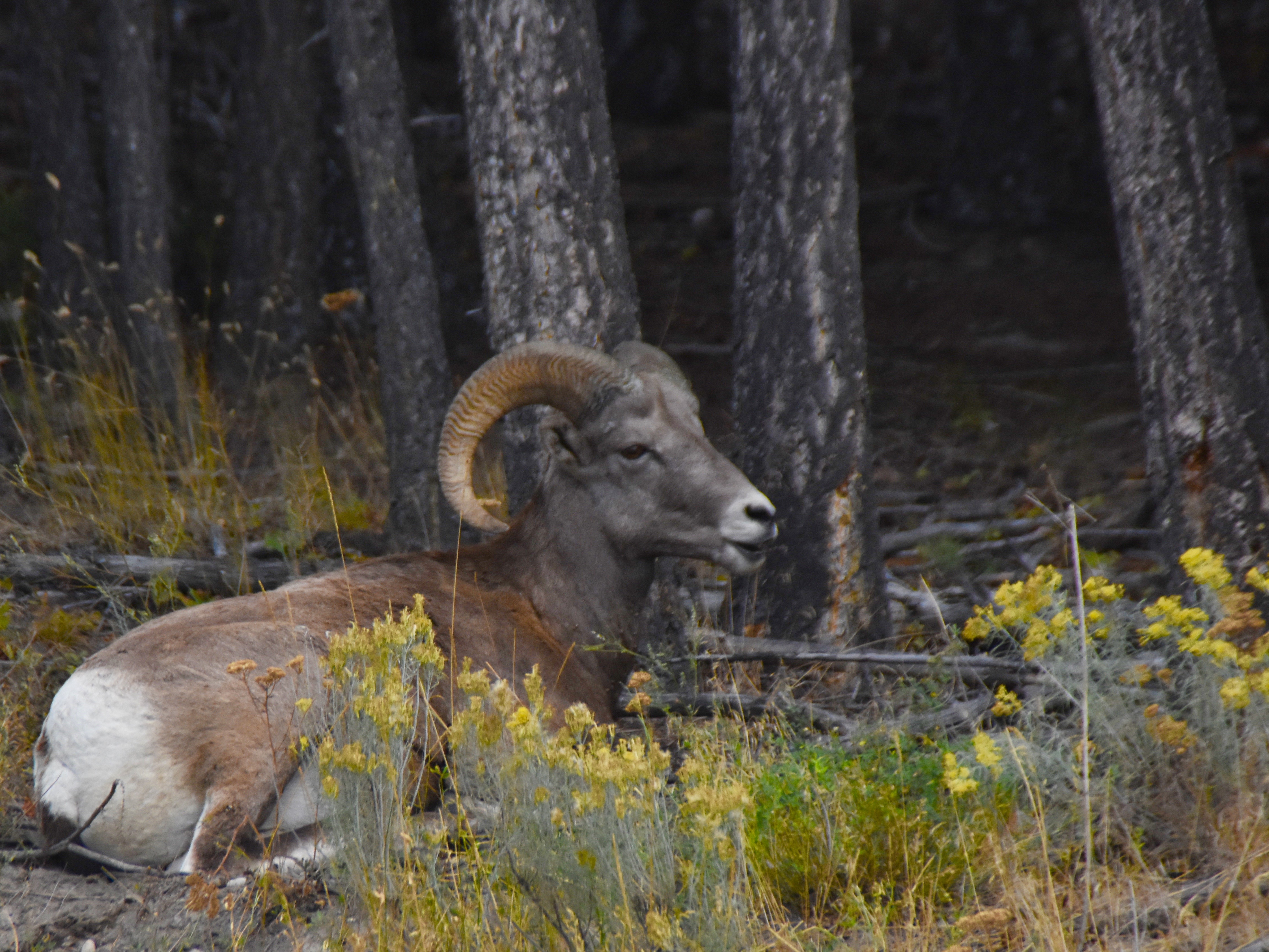 Male Bighorn