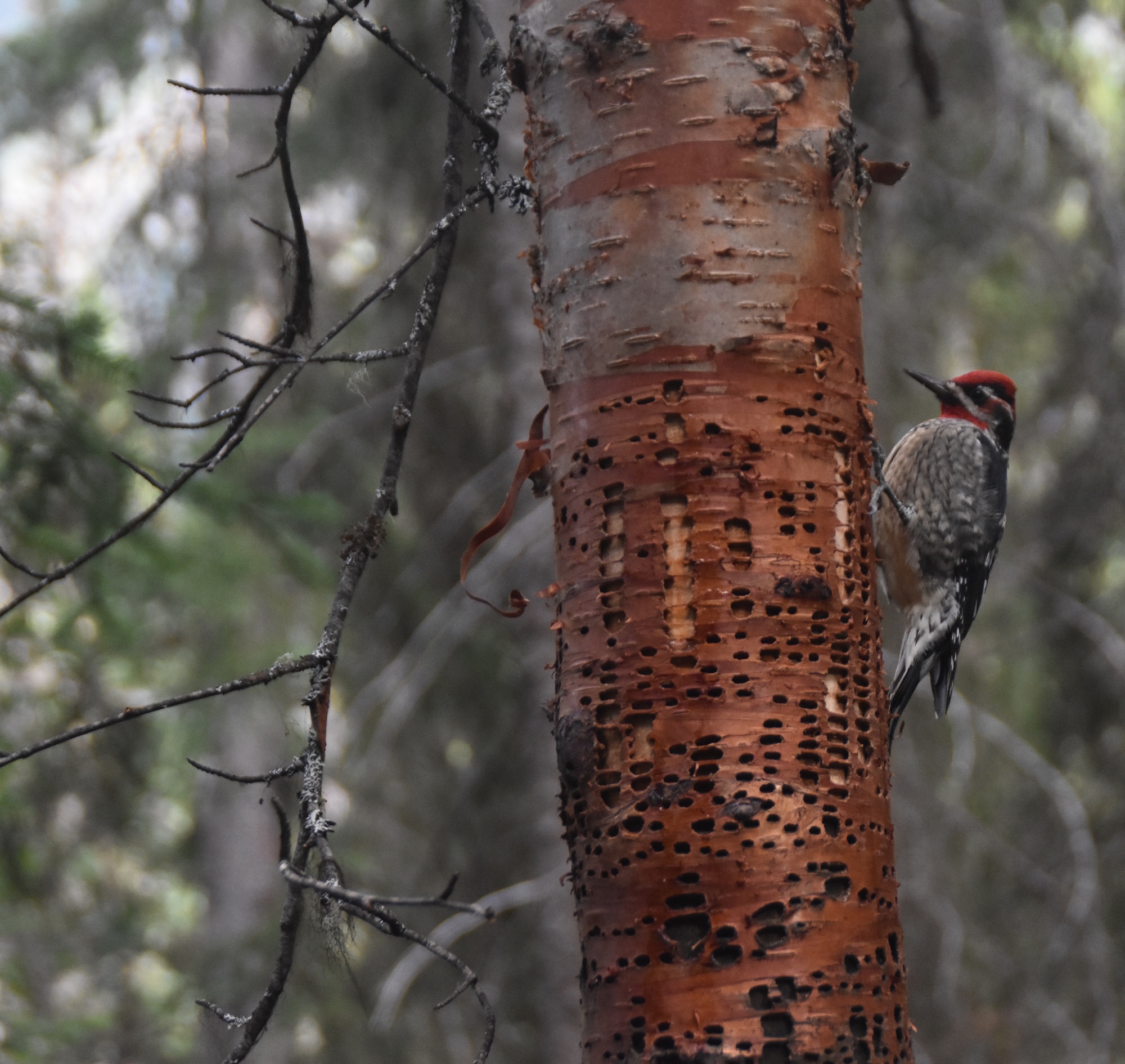 Red-Naped Sapsucker, Yoho National Park