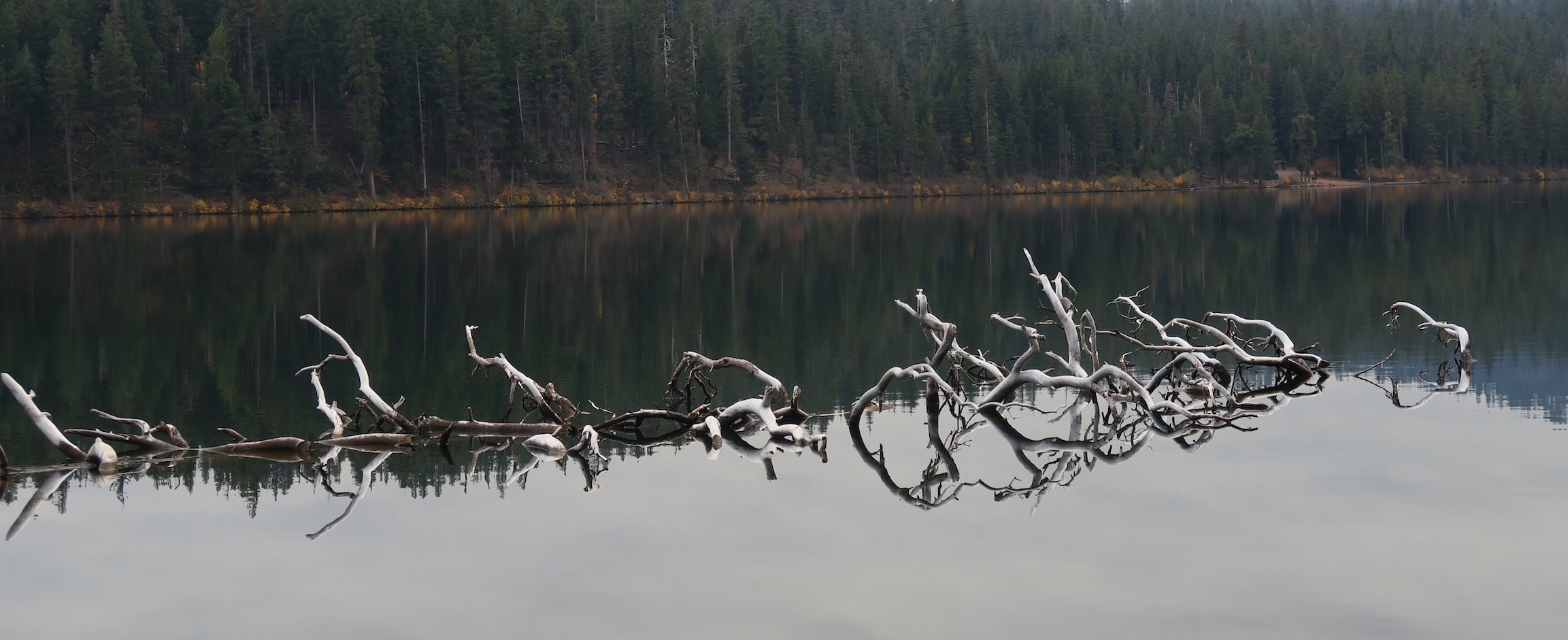 Reflected Driftwood