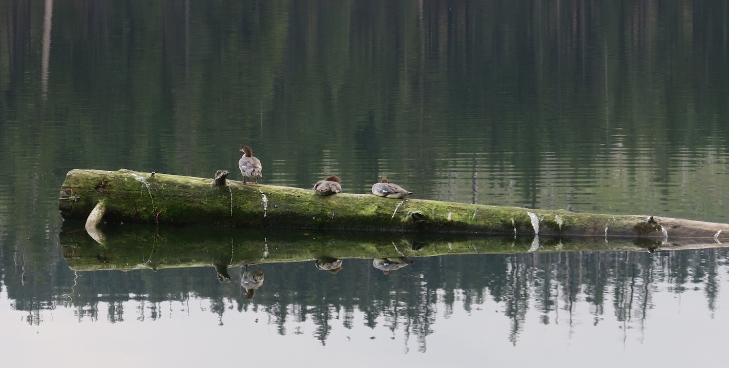 Resting Mergansers, Suttle Lodge