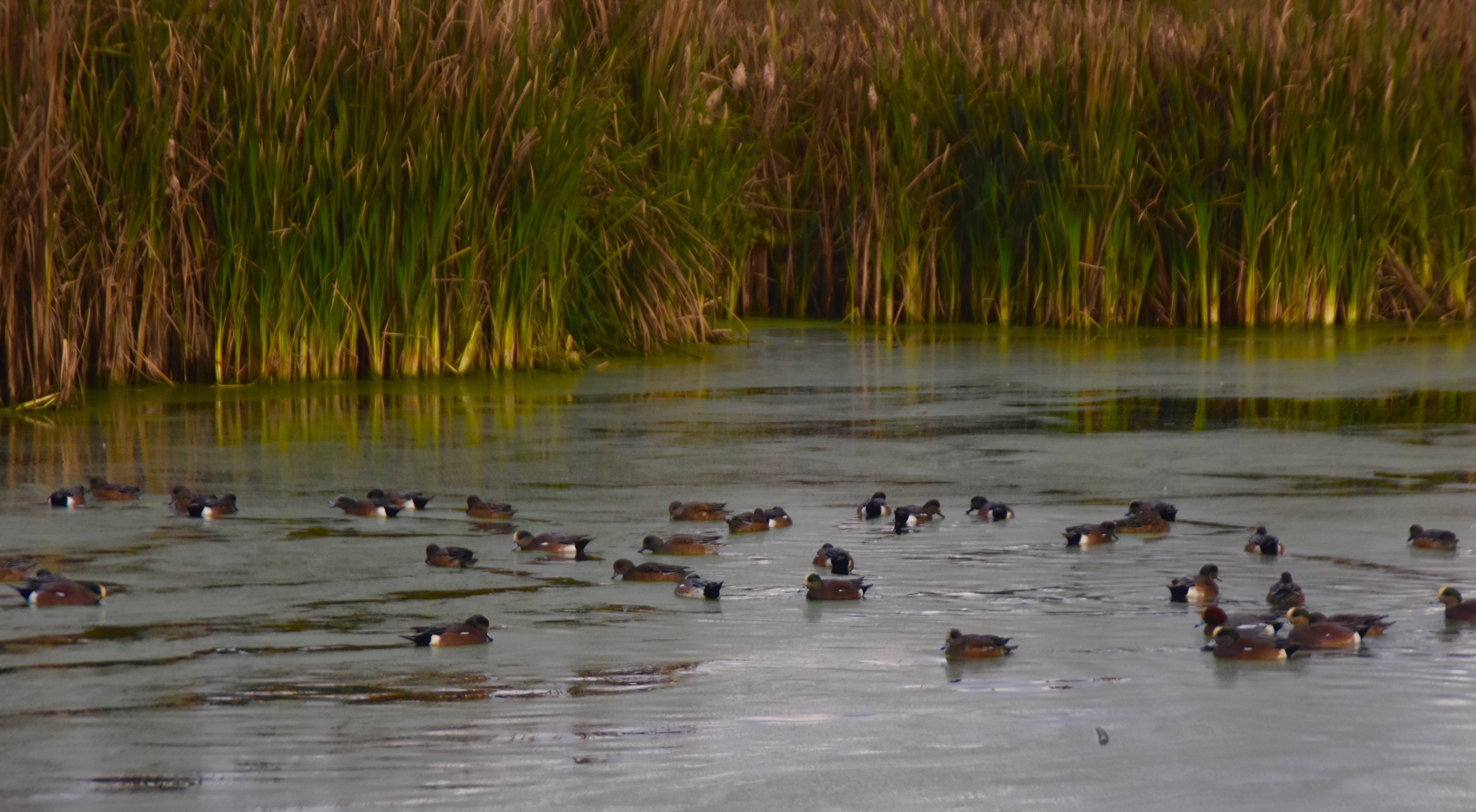 American Widgeon at Talking Waters Gardens, Albany Oregon