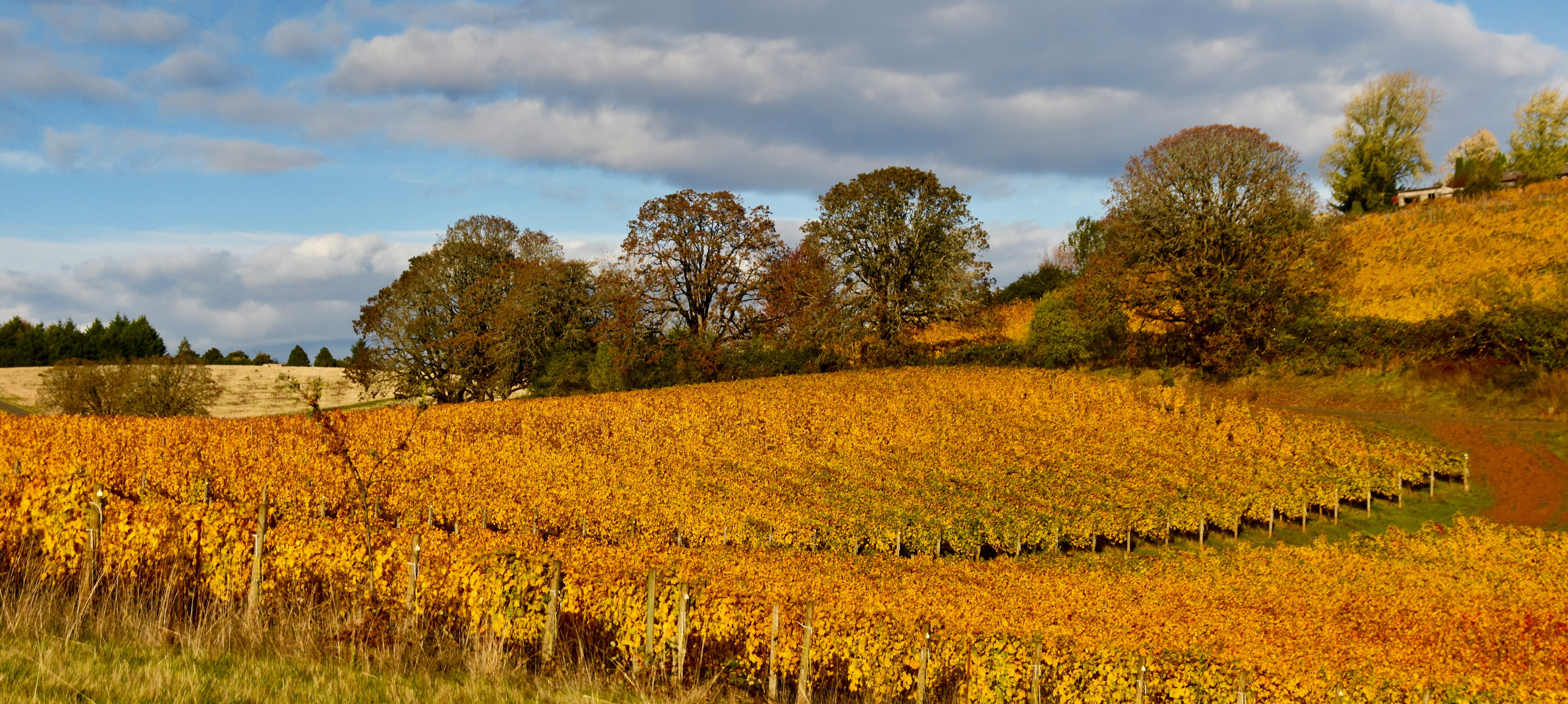 Golden Grape Vines