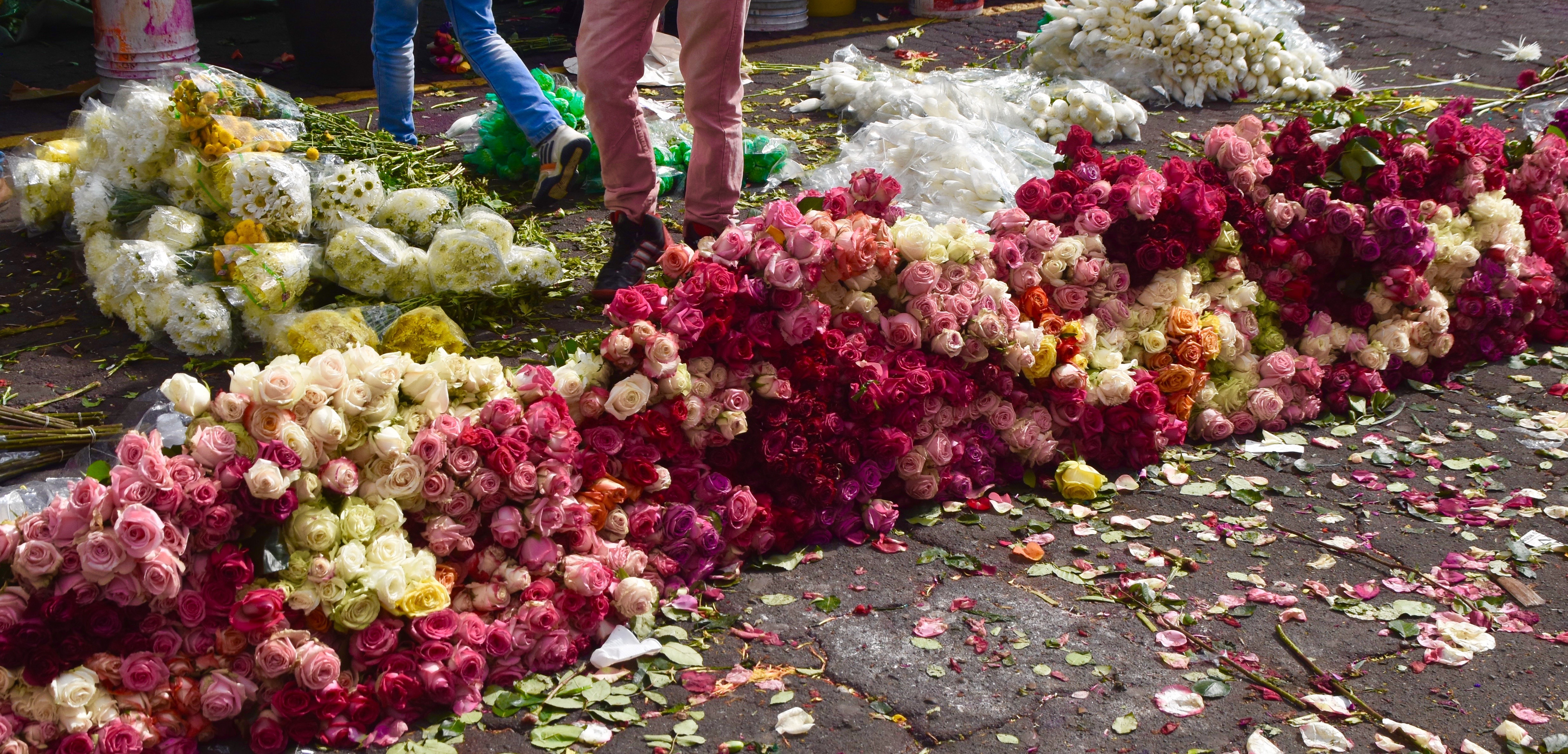 Left Over Roses, Bogota Market