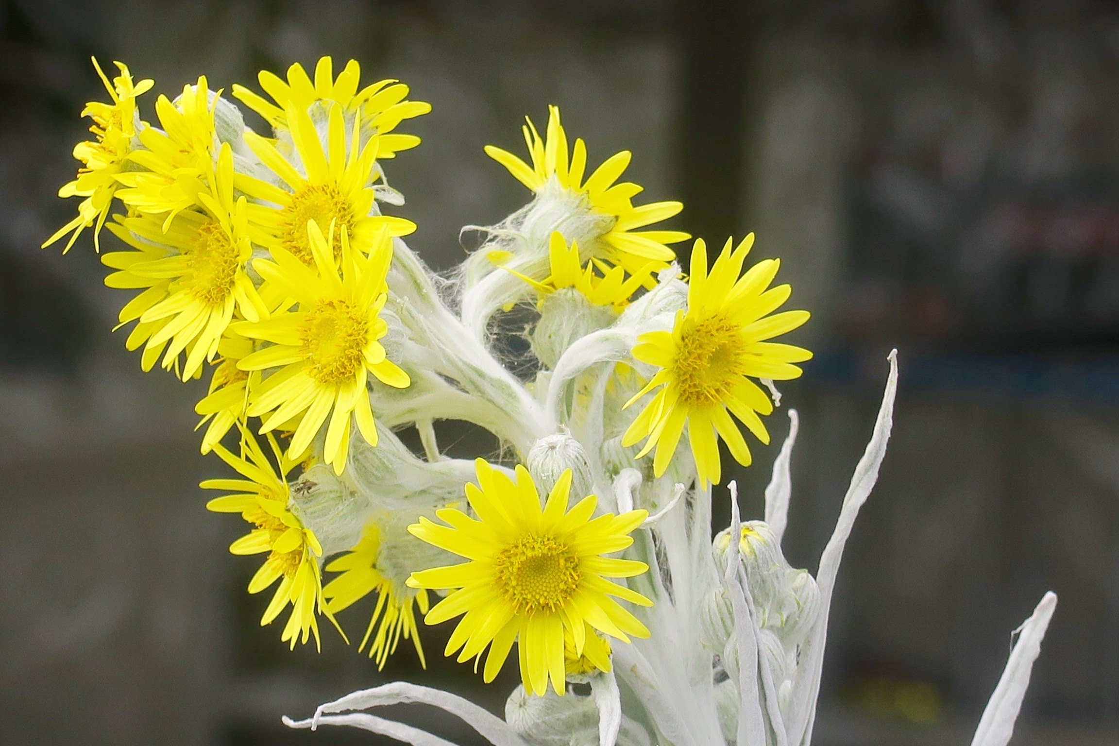 Monserrate Flower