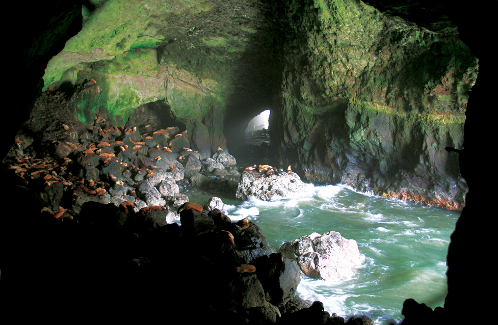 Sea Lions in Sea Lion Cave