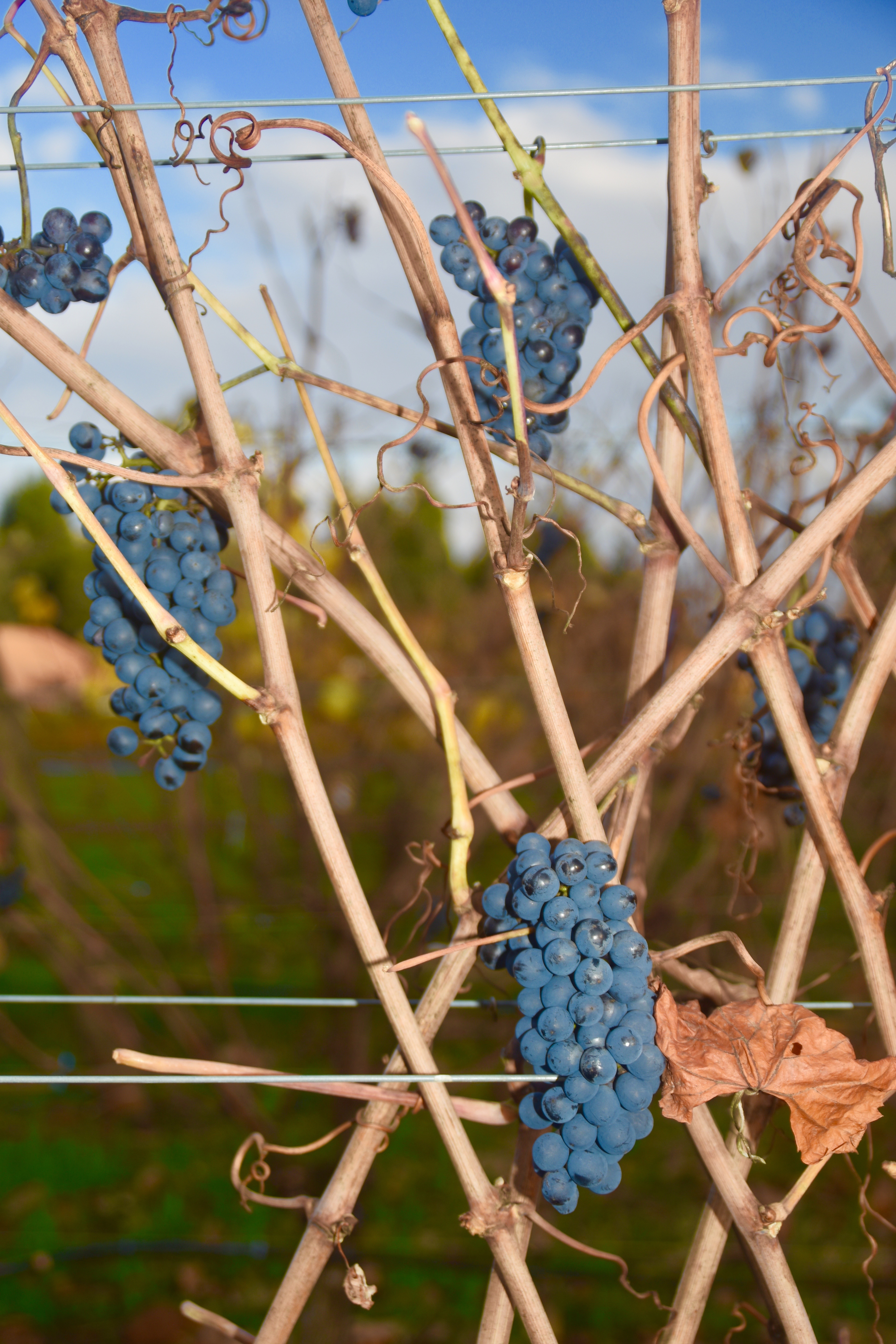 Unpicked Grapes