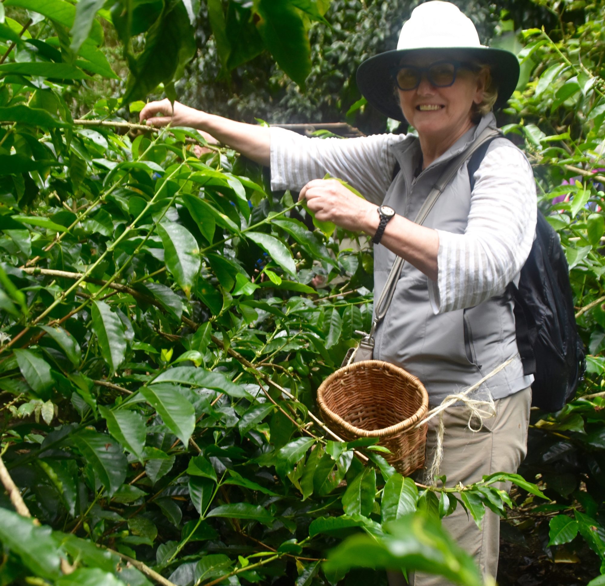 Picking Coffee, El Ocaso Finca