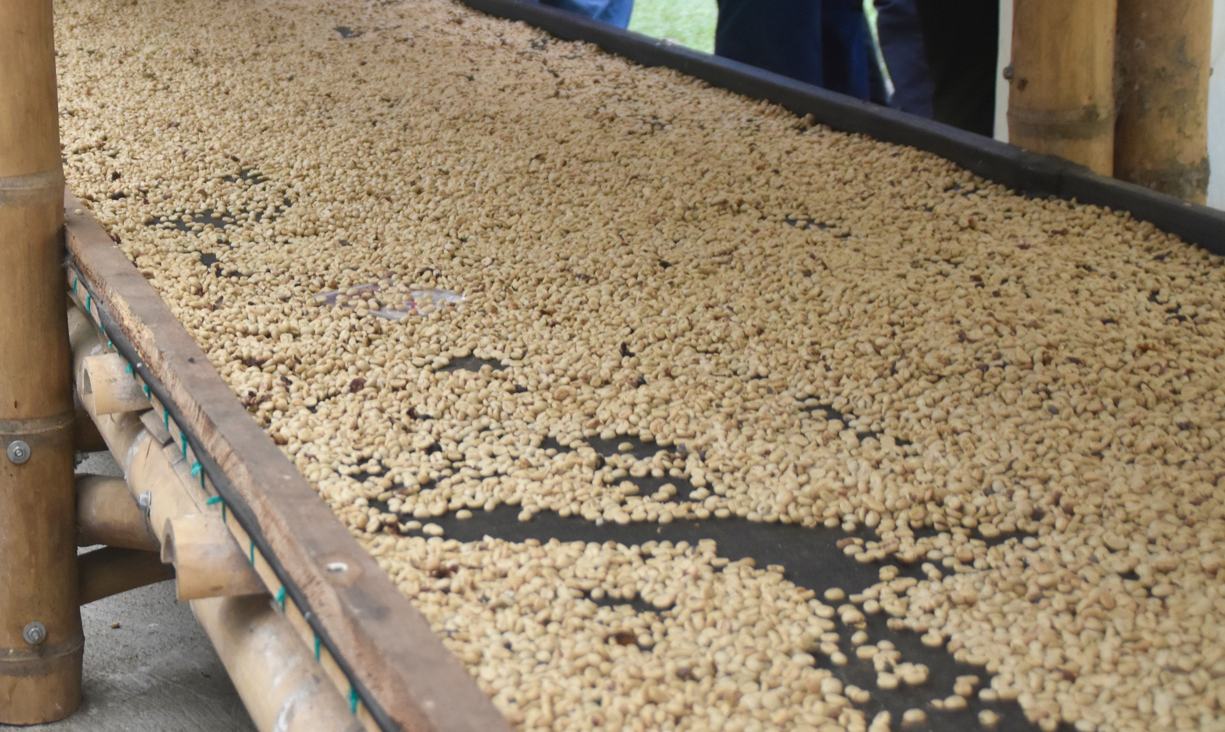 Drying the Beans