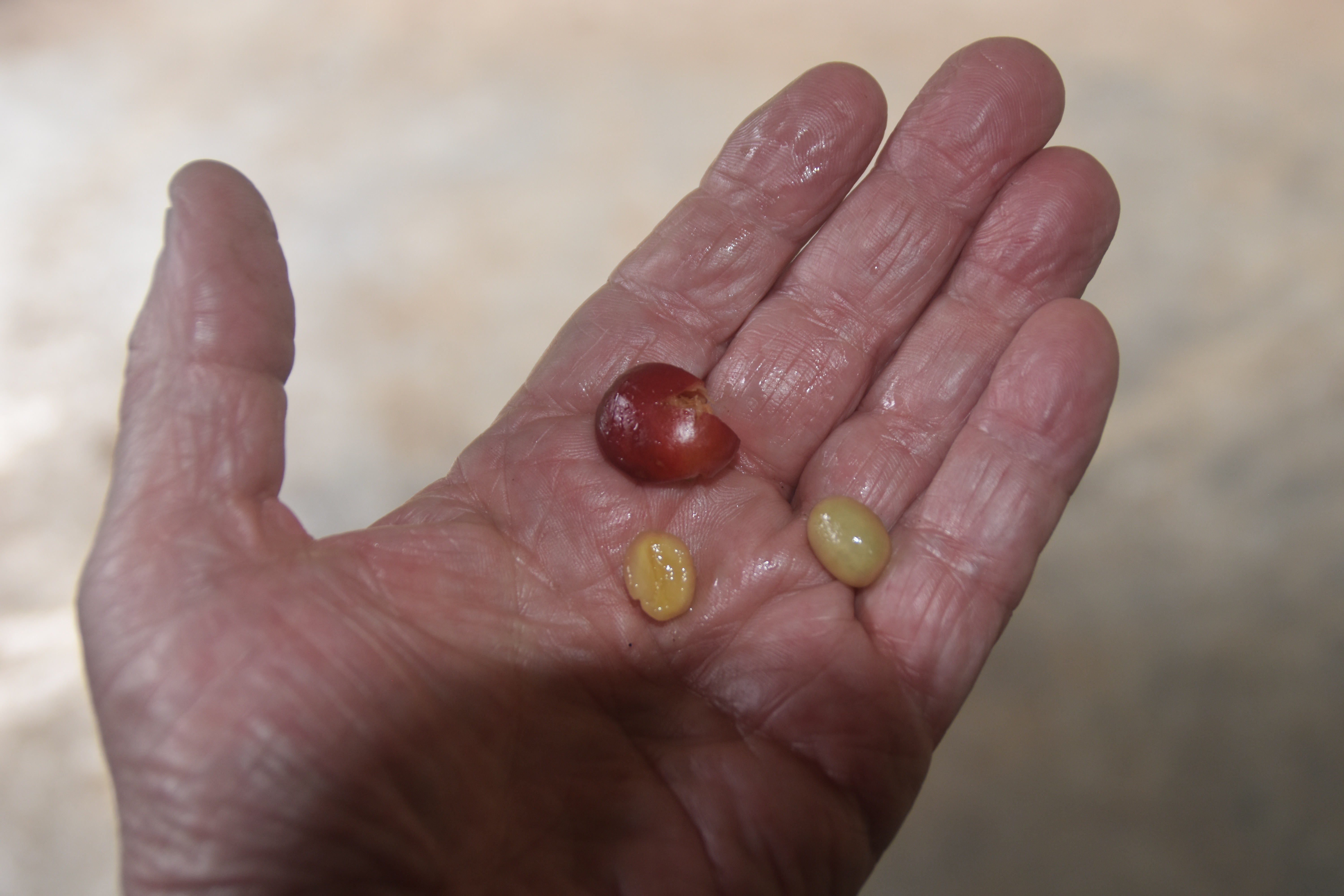  Coffee Beans, El Ocaso