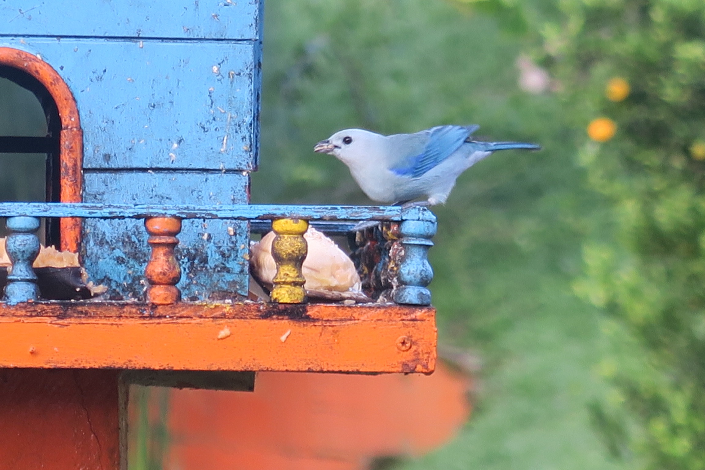 Blue-grey tanager, Jardin