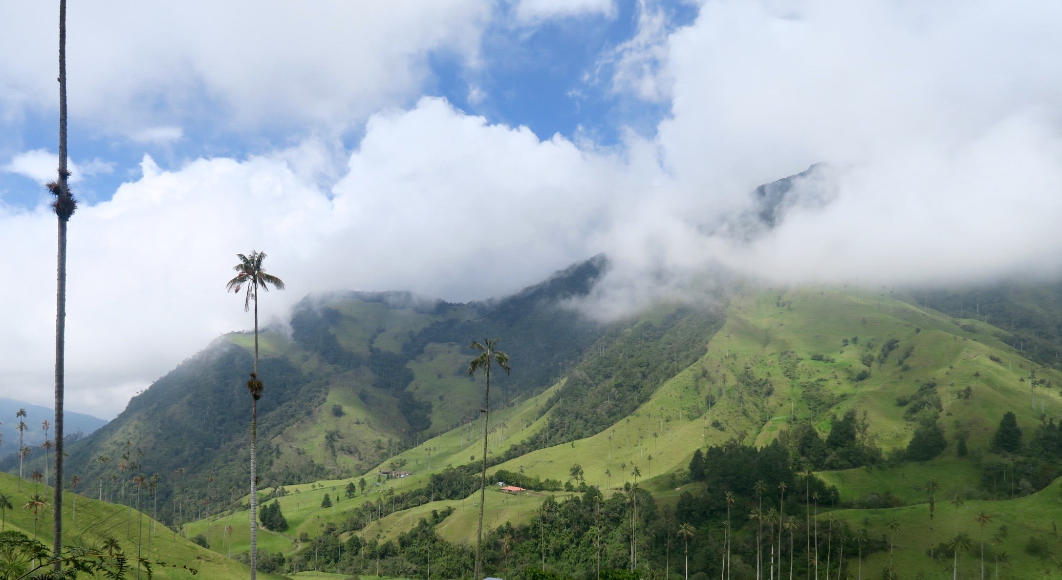 Valle de Cocora