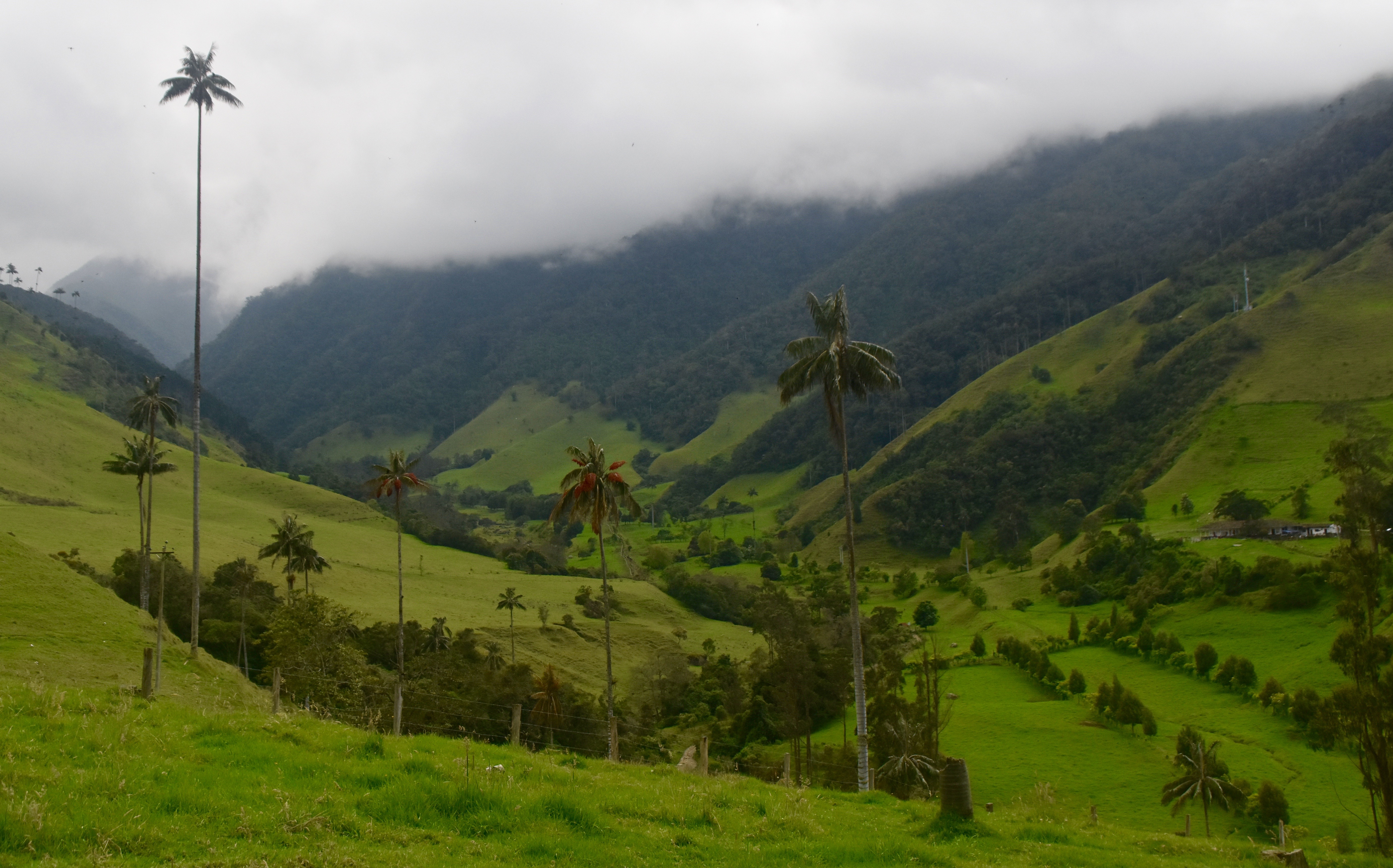 Valle de Cocora